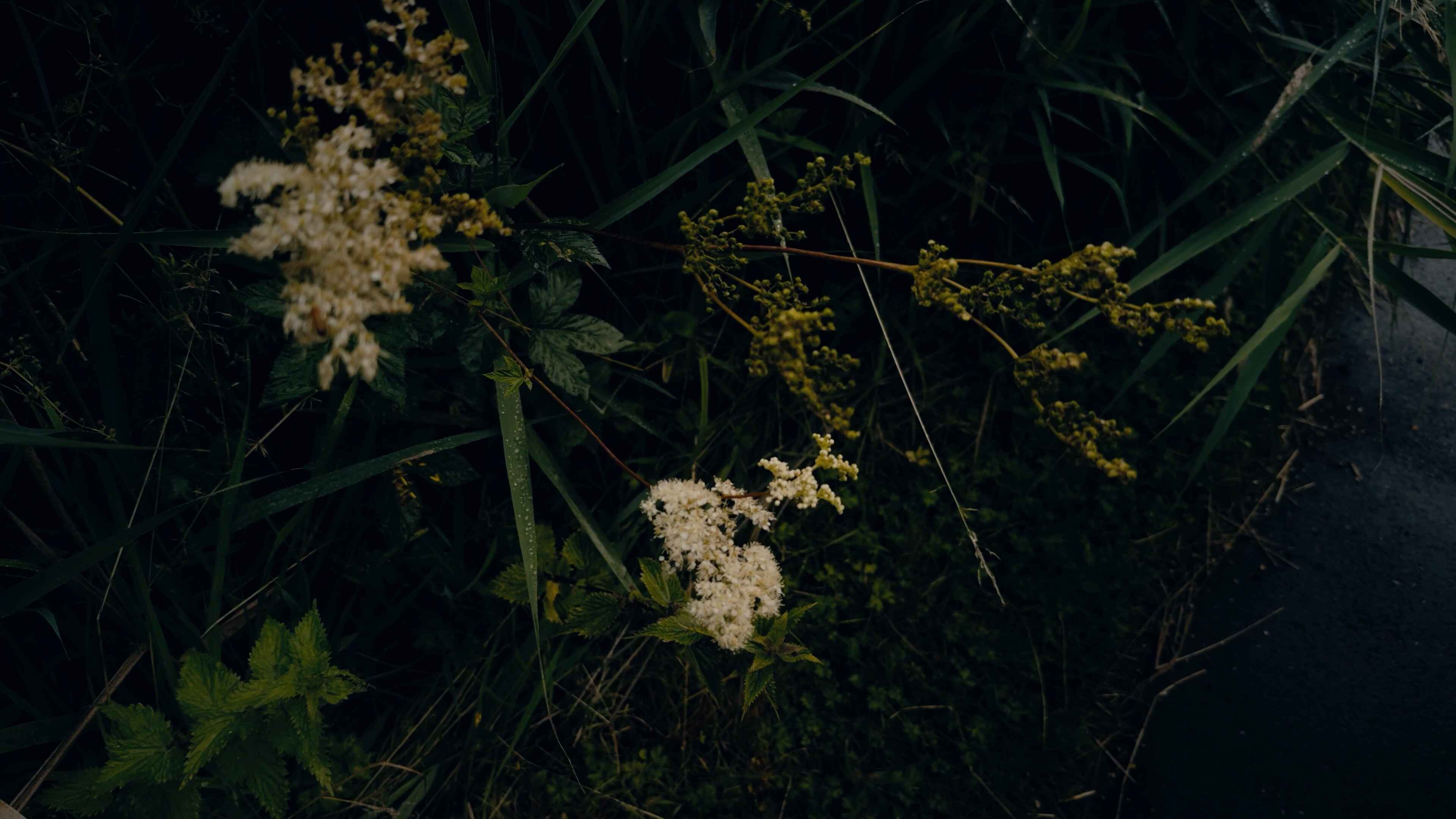 Water Hemlock, weeds and grass growing on the edges of a sidewalk