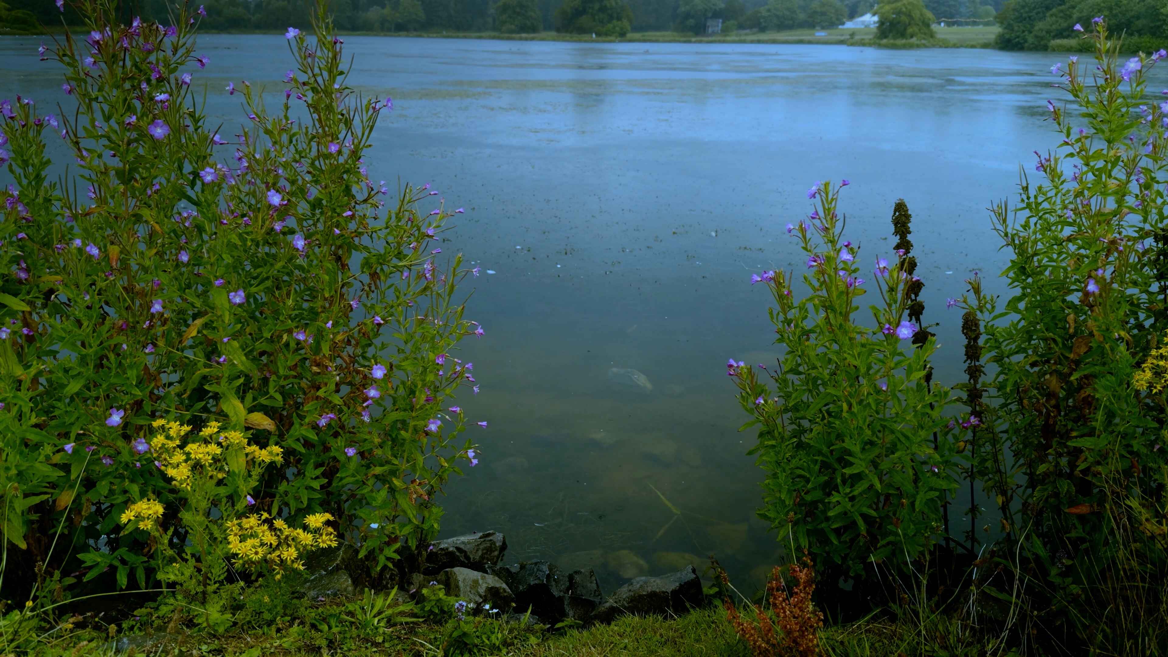 A striking blue lake with lavender bushes on either side