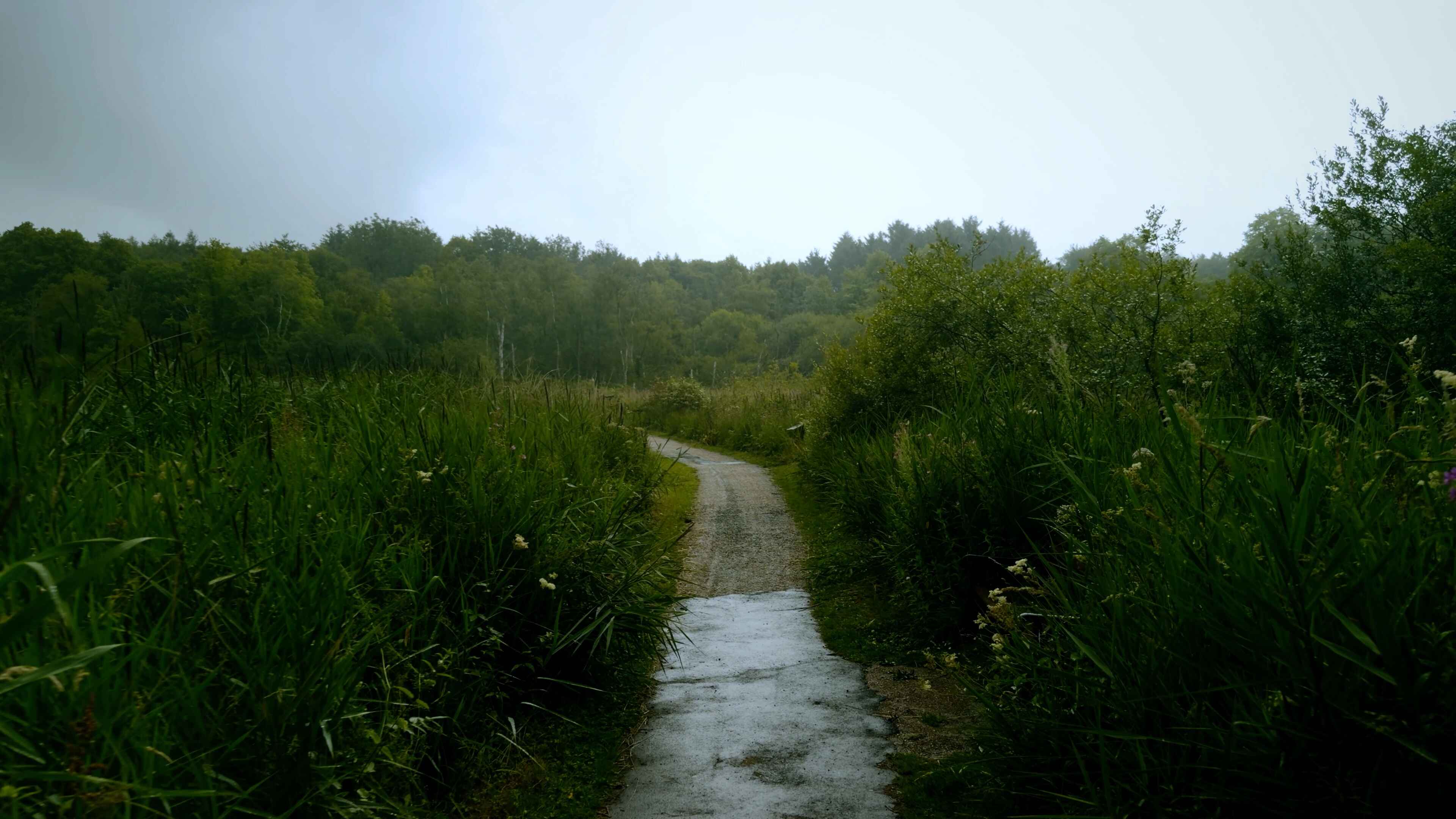 A walkway hemmed by thick foliage on either side under a rainy sky