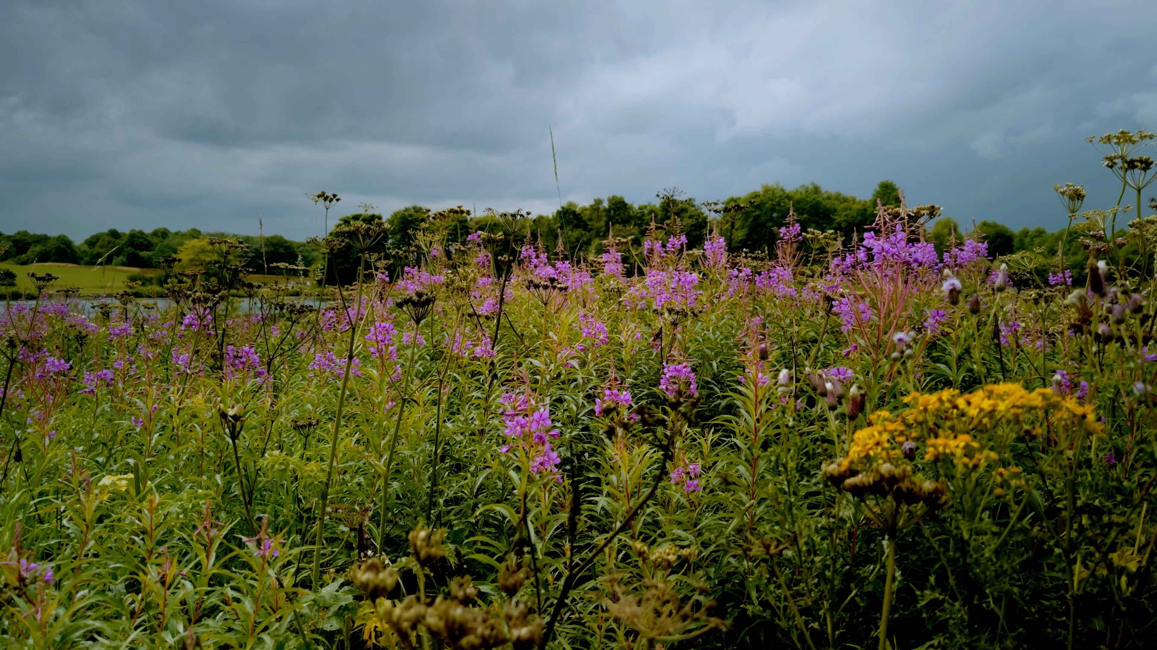 Various flowers and plants under a moderately overcast