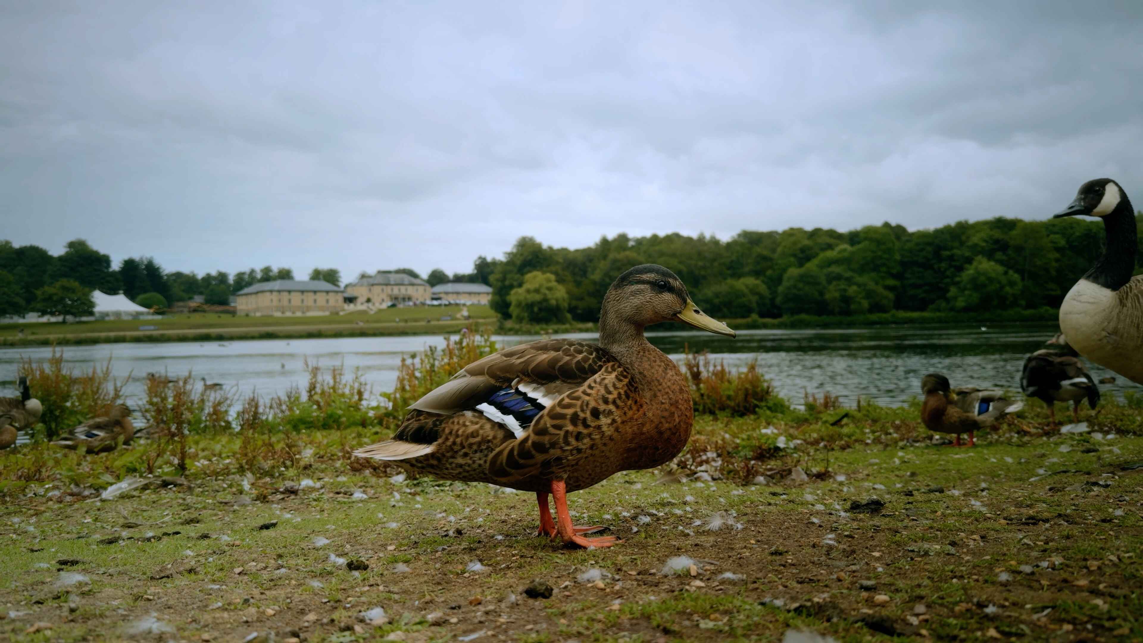 A mallard stood upright looking to the right with a lake and large estate in the backdrop