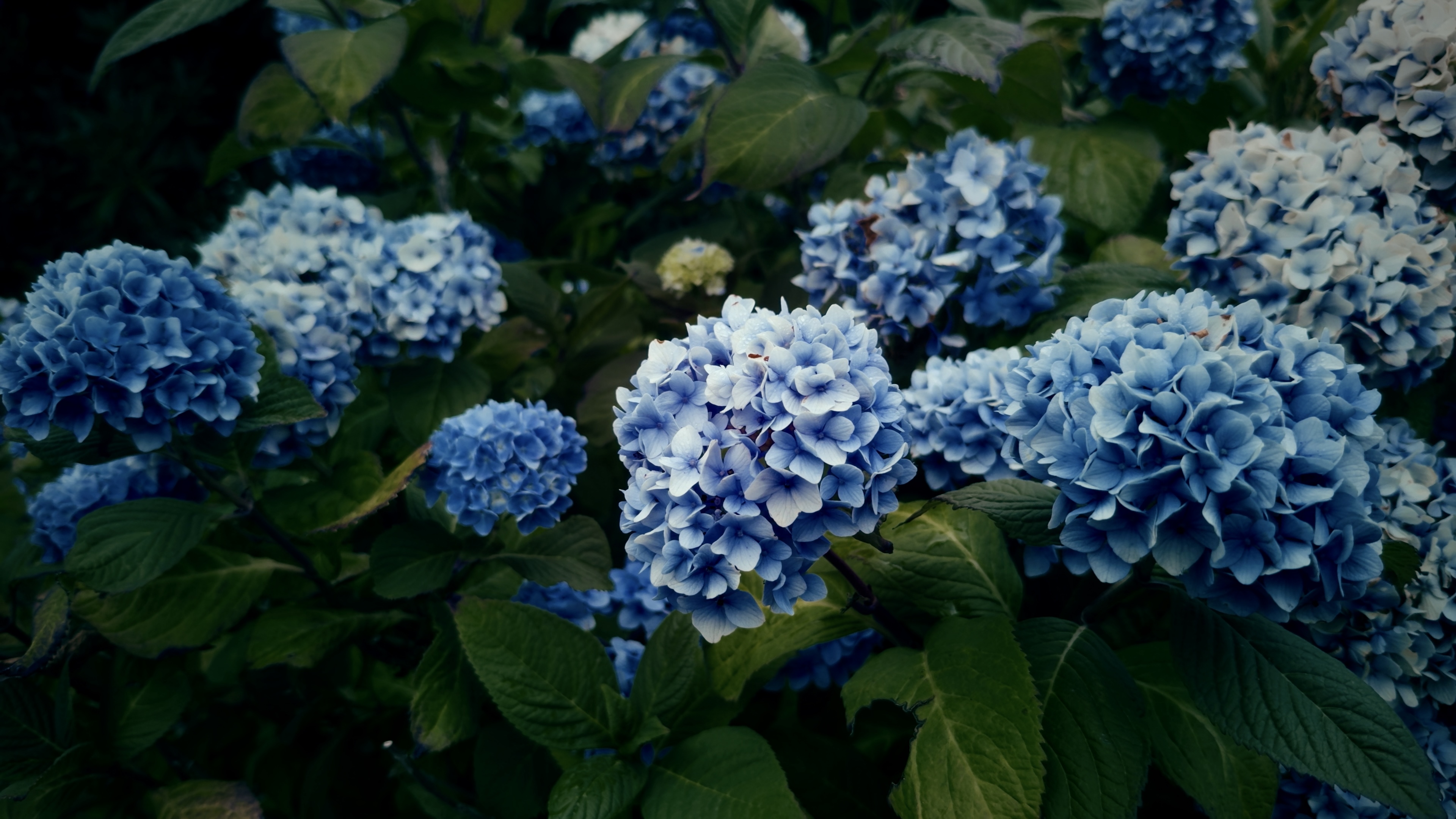 Bright blue hydrangeas clustered together amongst green shrubbery