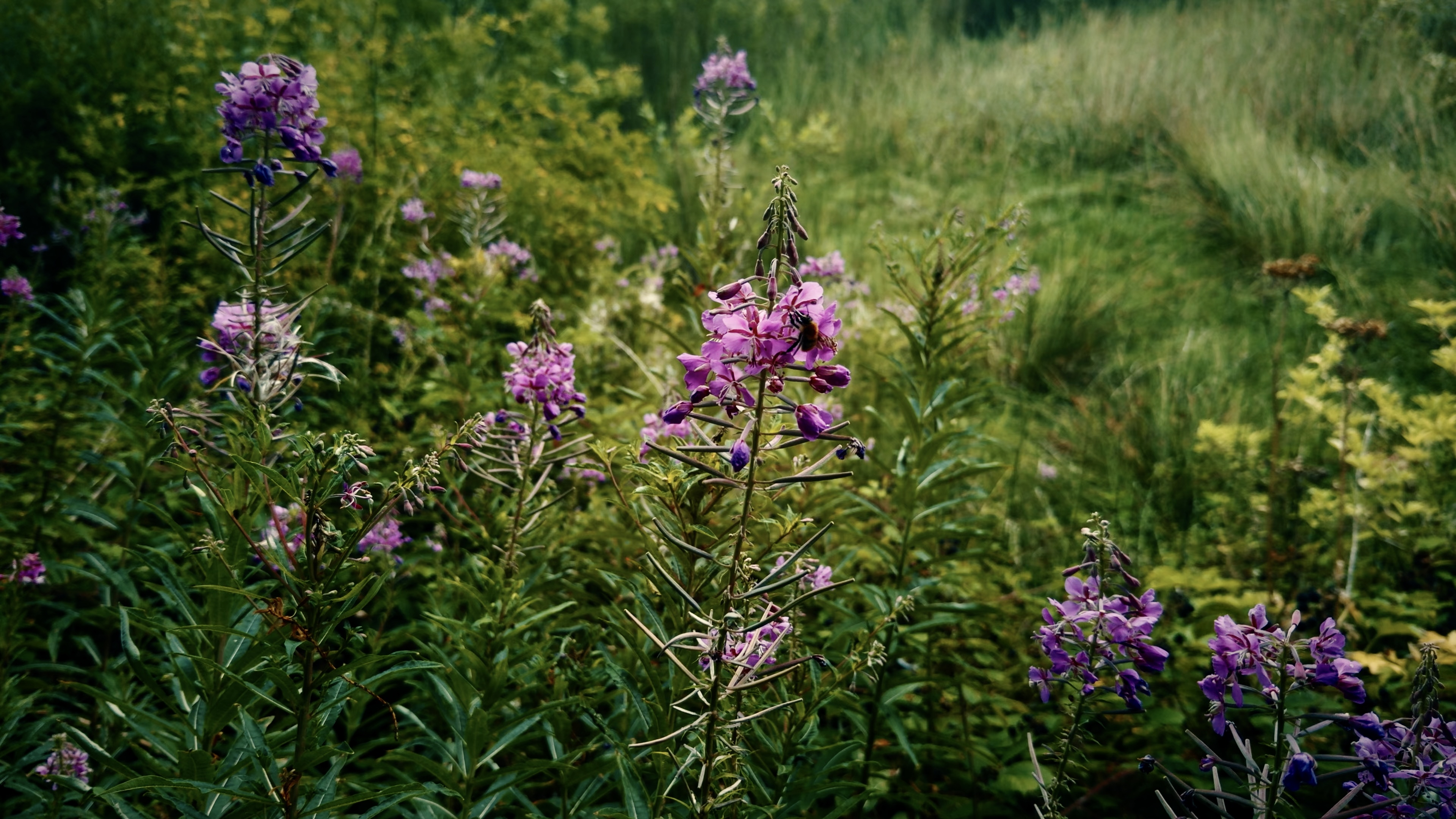 Fireweed plants amongst greenery