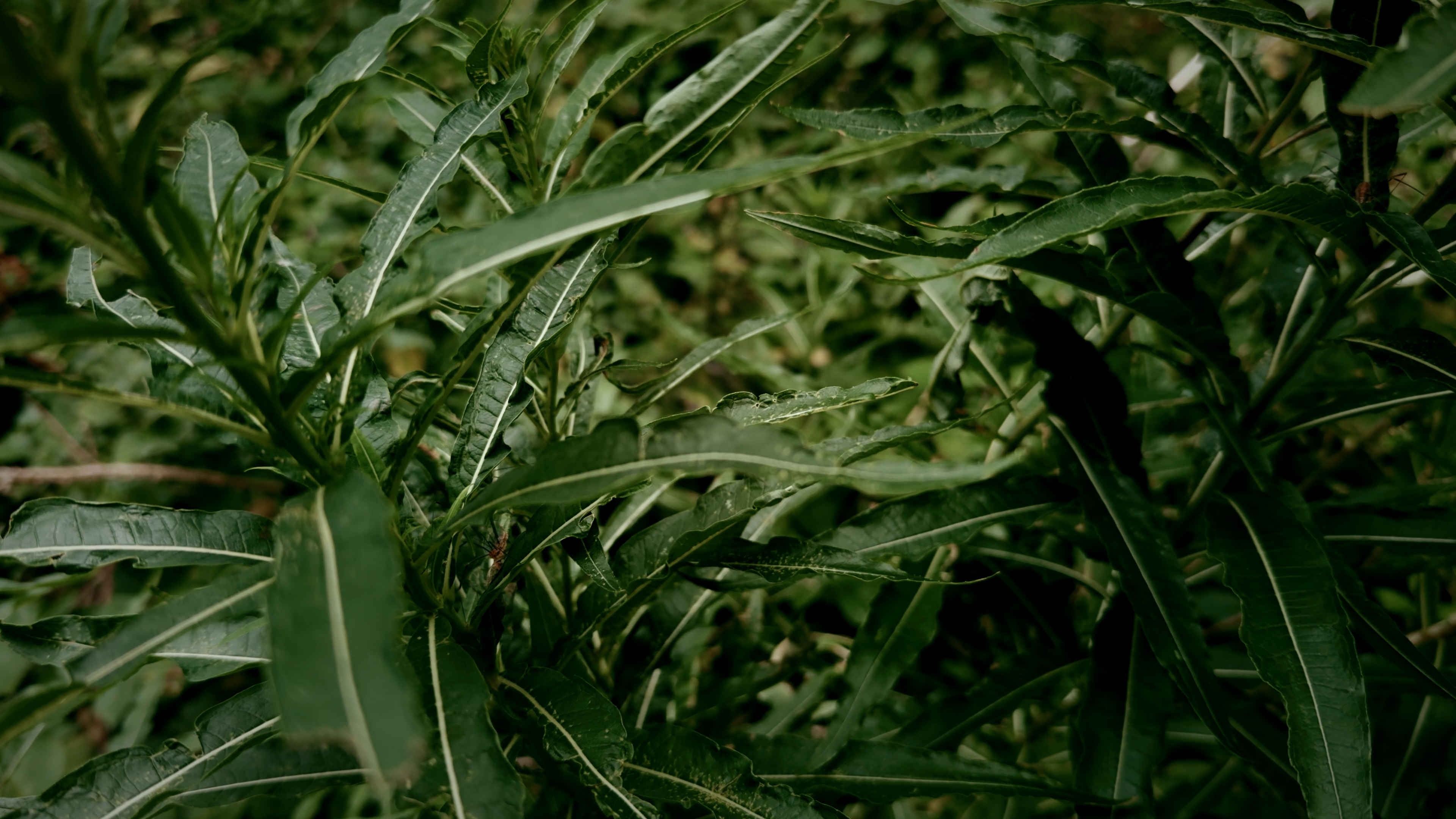 Close up shots of two green plants with leaves fanned open wide