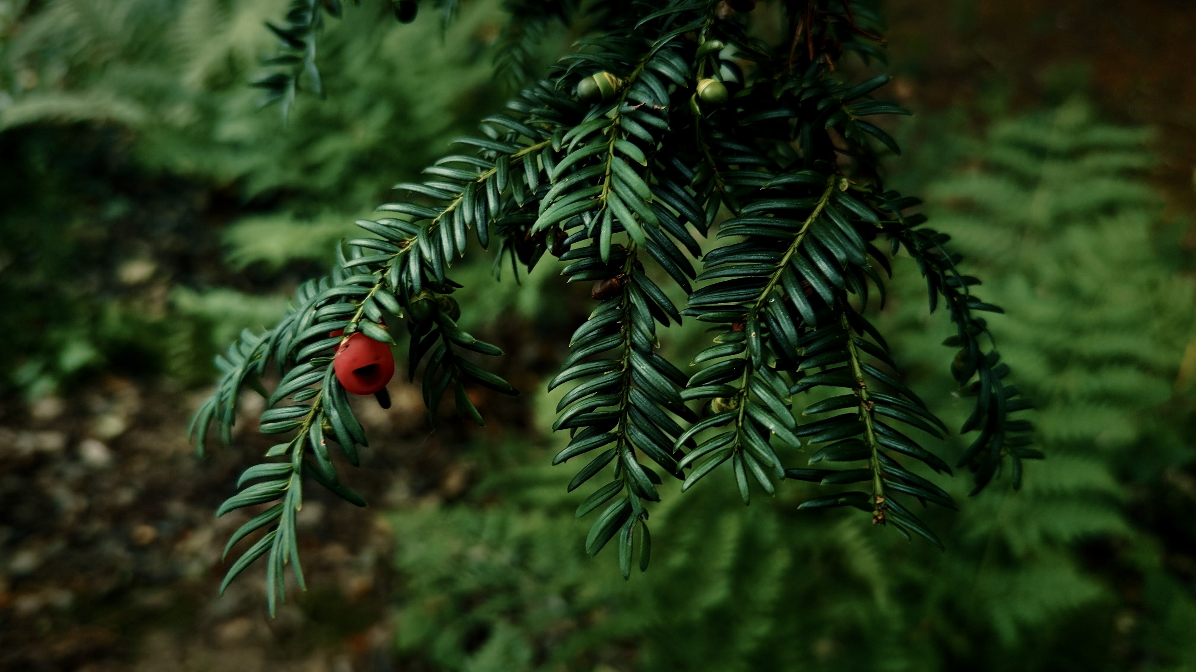 A yew branch hanging with a berry perched on the end