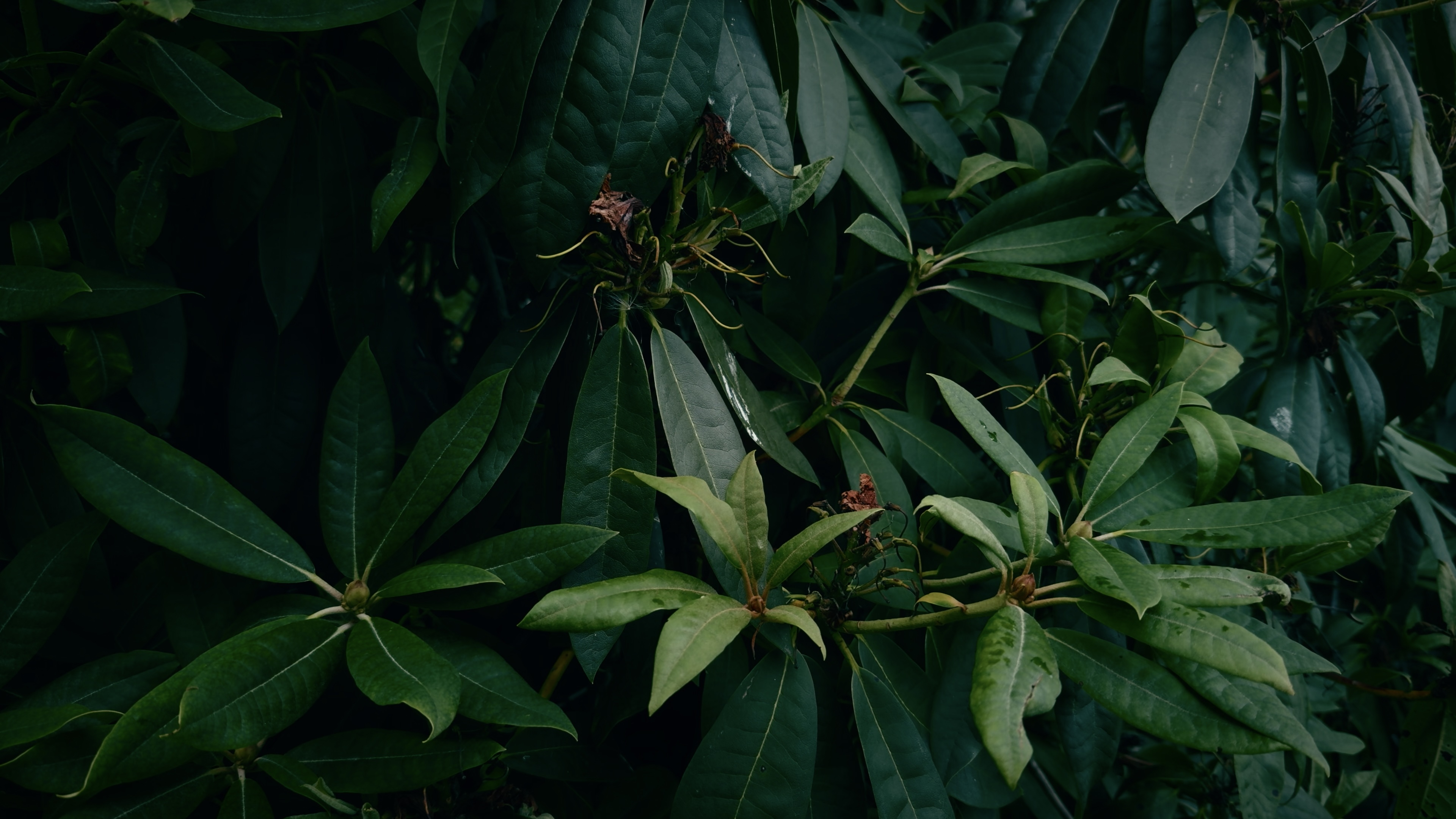 Rhododendron leaves and shrubbery