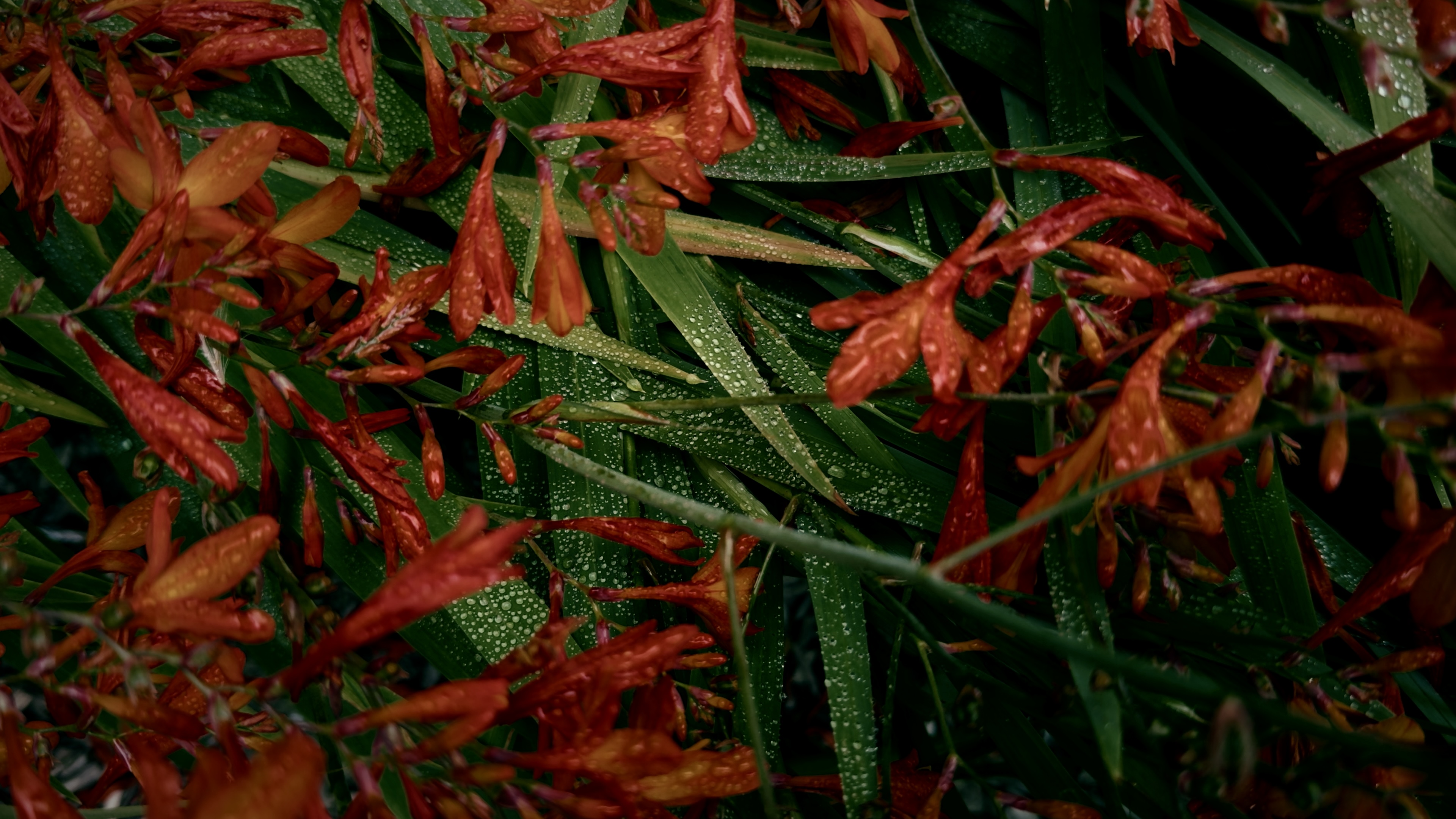 Bolivian Begonia plants and leaves, bright red and green in color