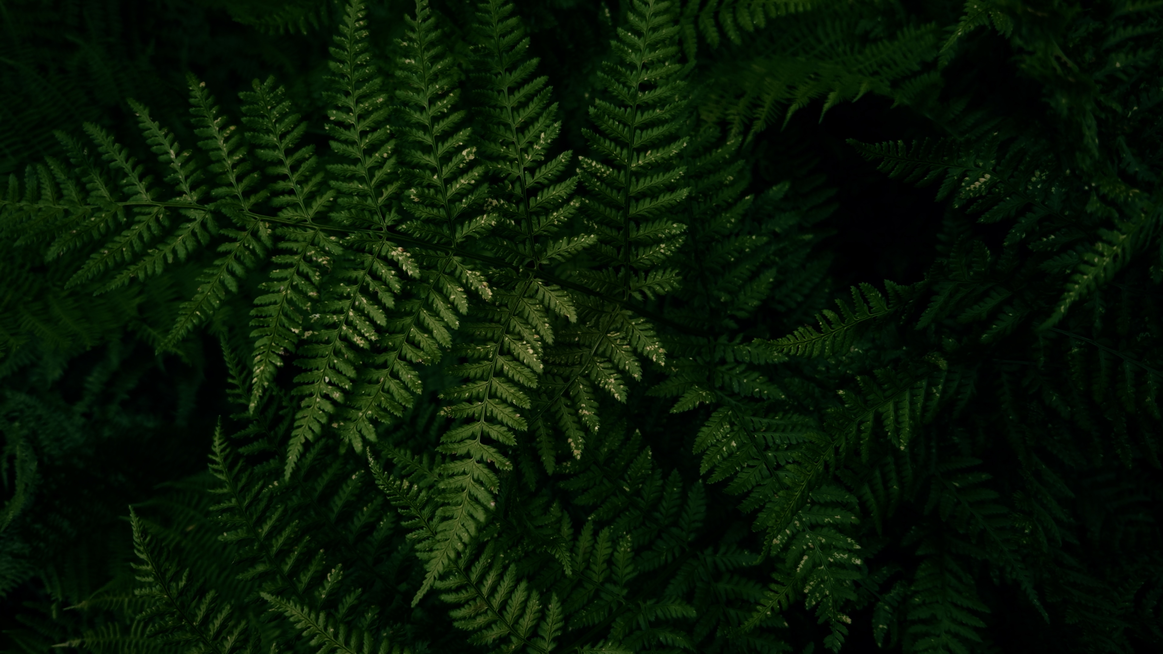 Japanese Lady Fern leaves