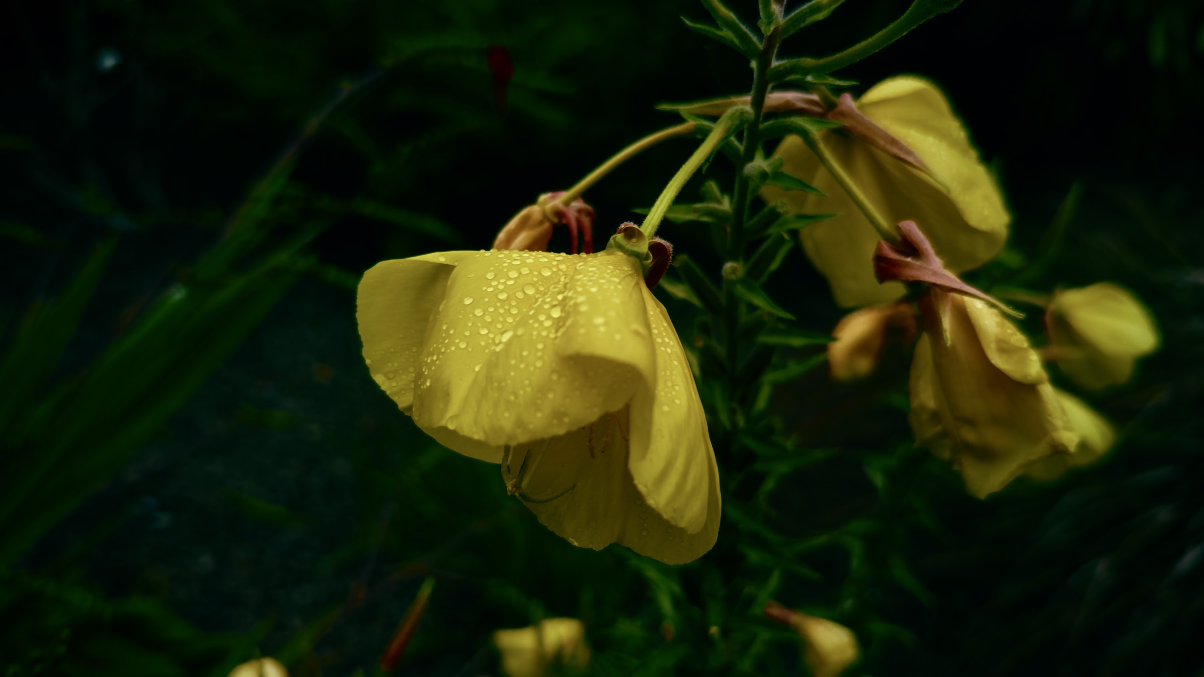 Large-Flowered Evening Primrose with drops of rain settled on the petals