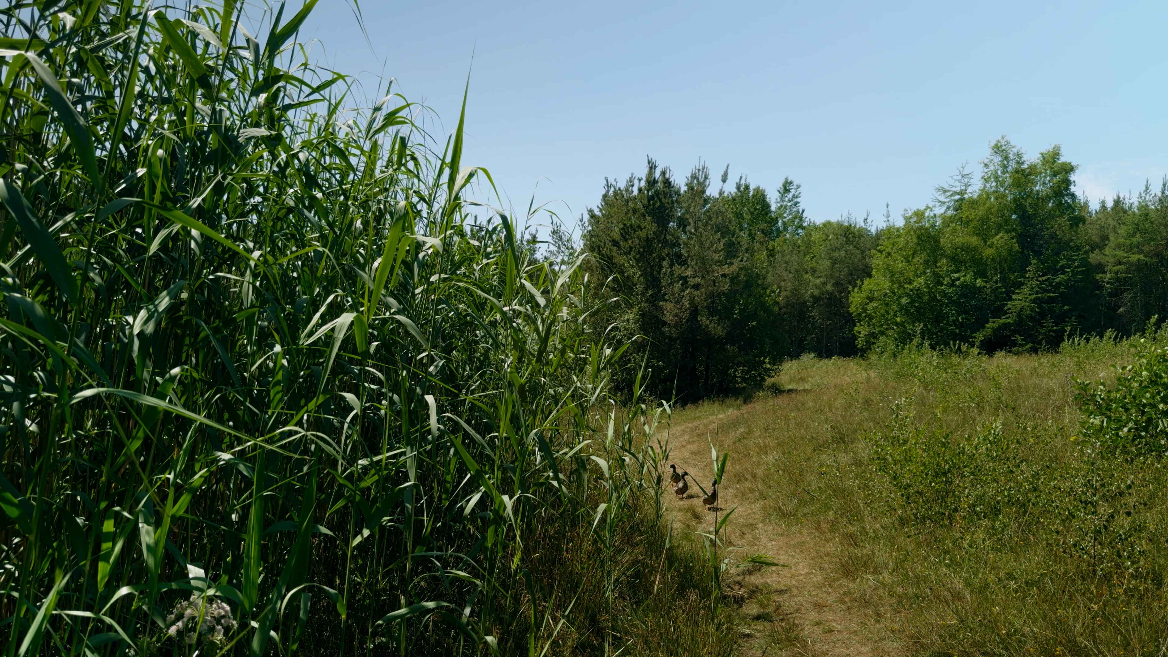 A group of mallard ducks walking along a gravel pathway with common reed plants along the left