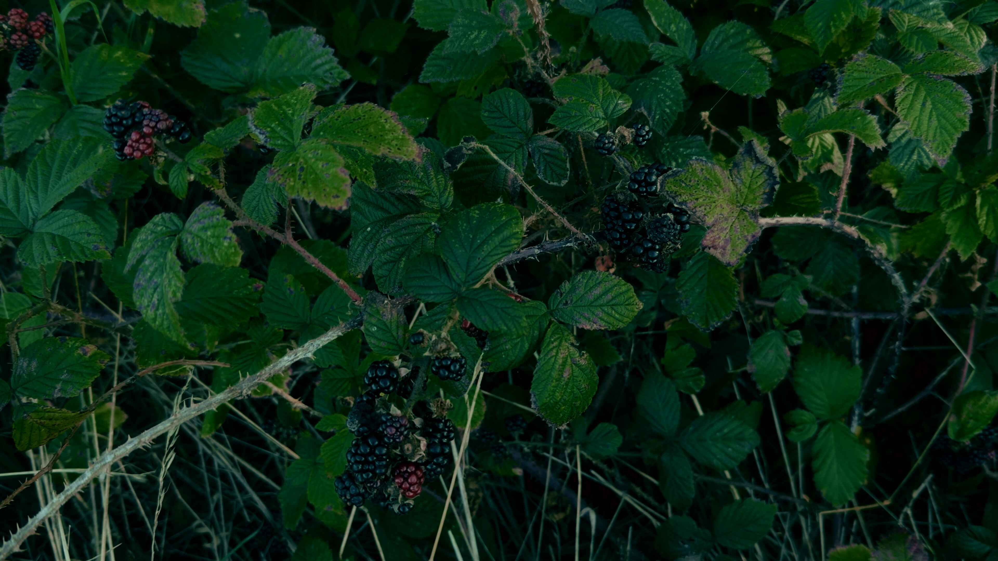 Bramble and berries of dark and light purple shades