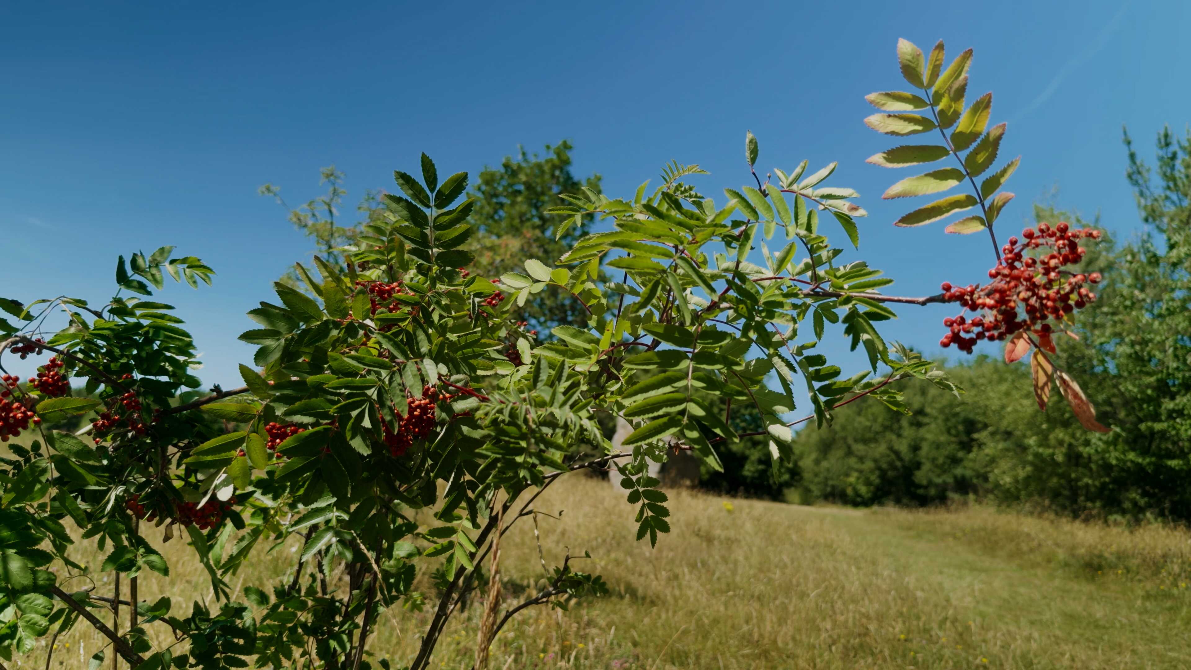 A branch of rowan berries and leaves under a bright blue sky