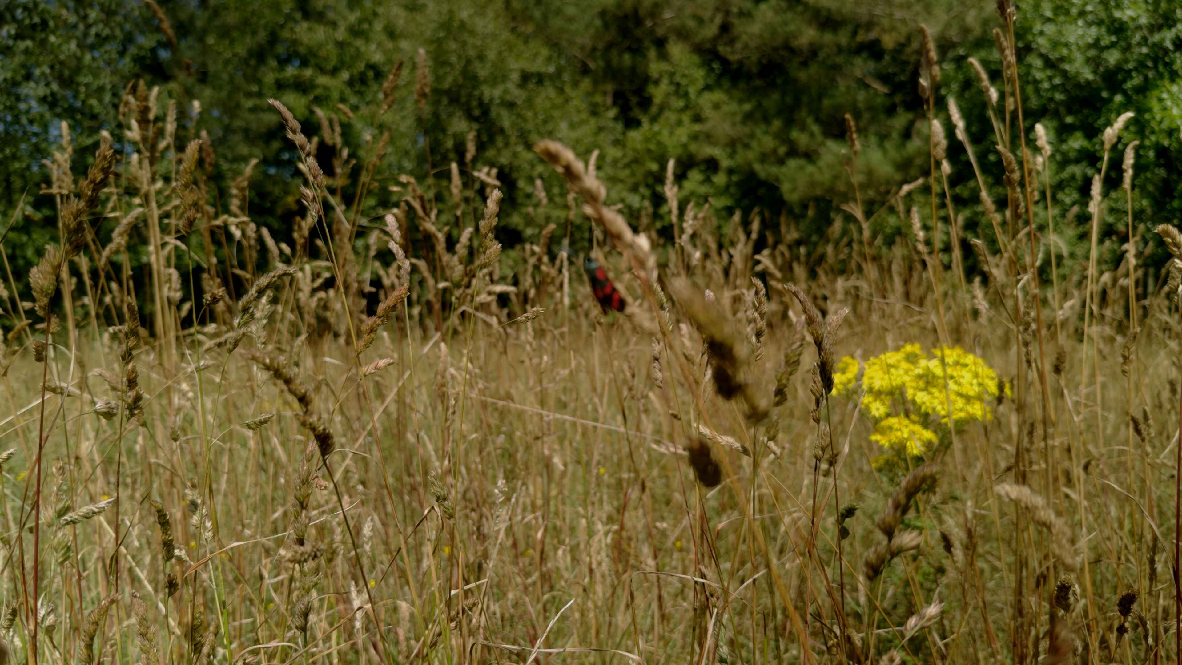 Wheatgrass and a ladybird perched on top of one with forestry in the backdrop