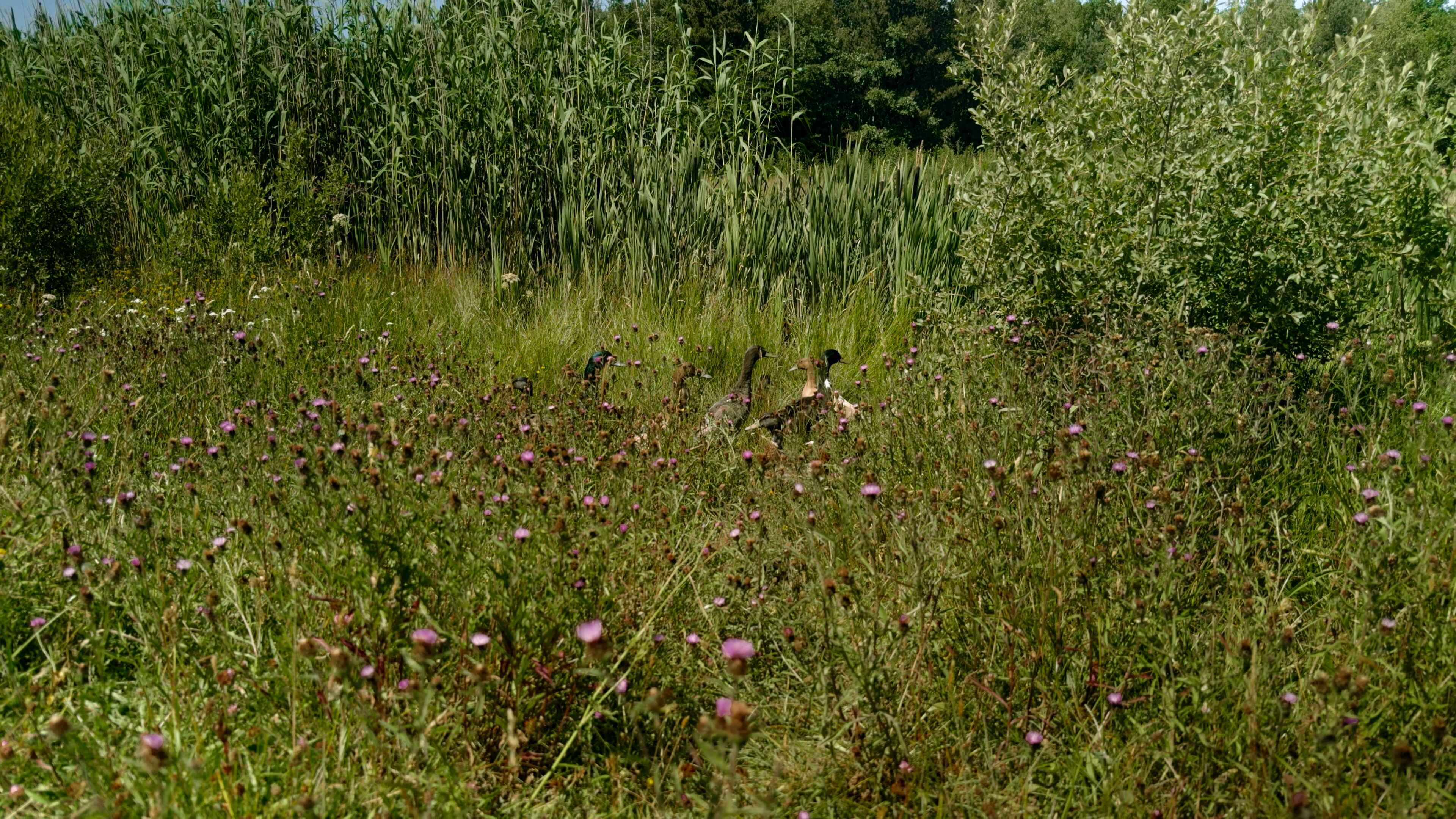 Several ducks amongst a high raise of grass and flowers