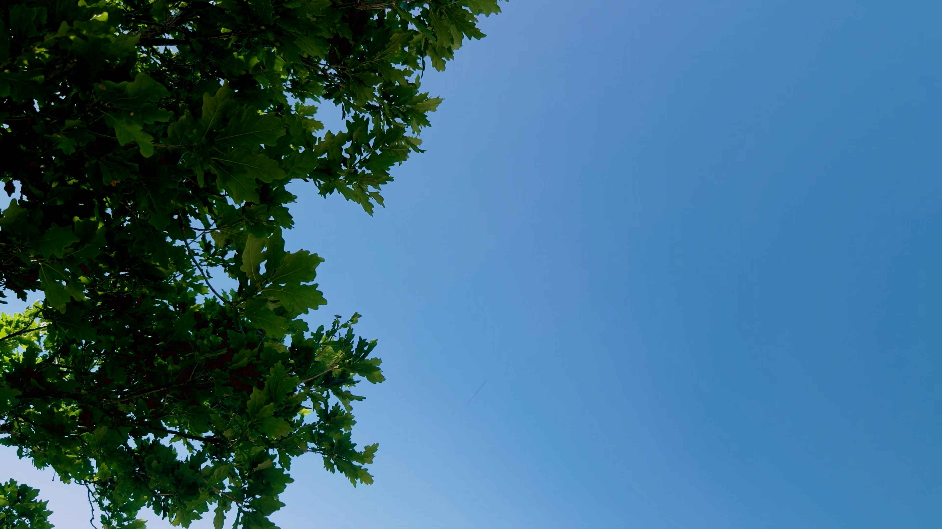 Tree leaves to the left and a bright blue sky behind and across the right