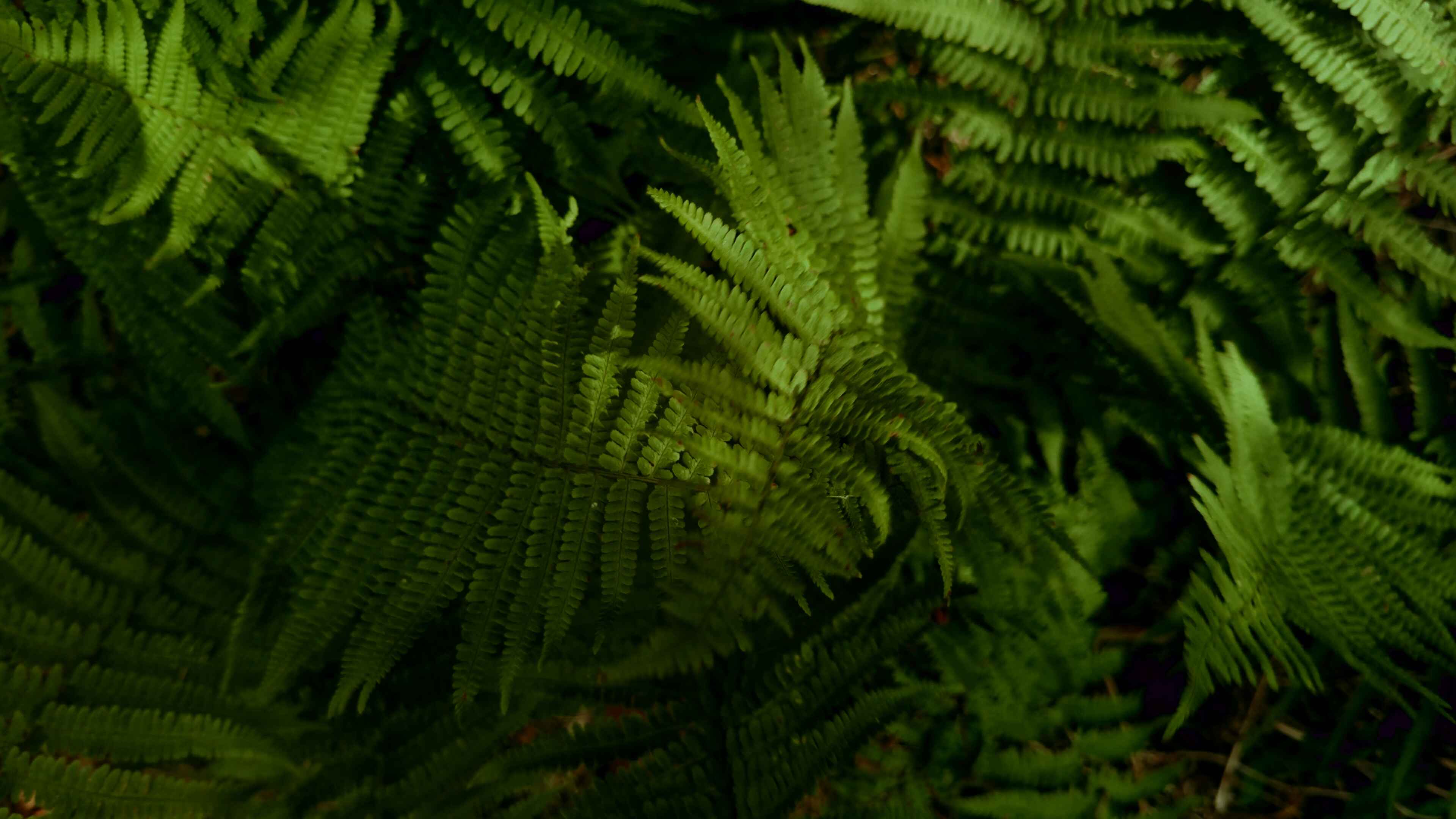 Fern leaves waving about in the wind