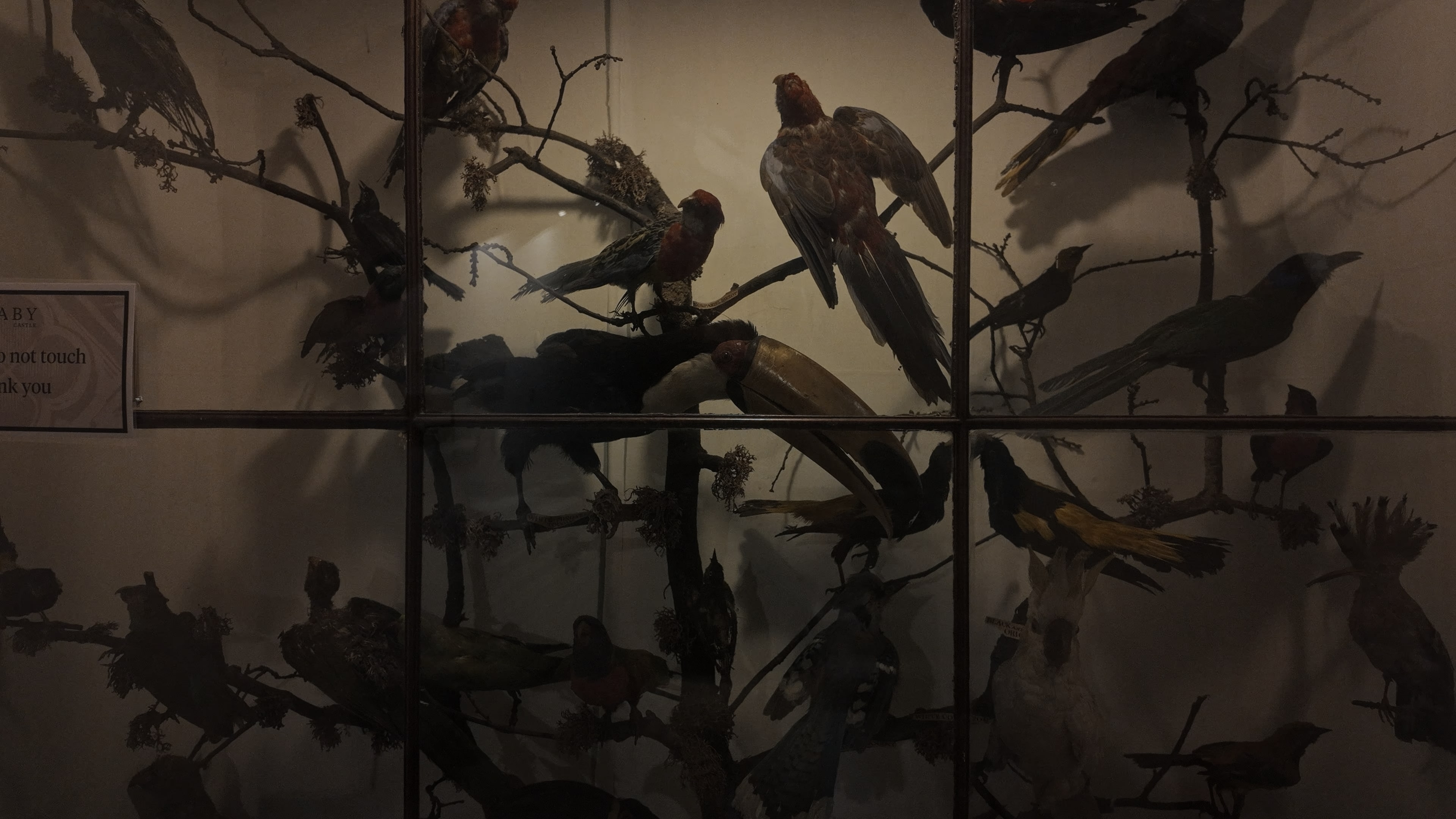 Several birds stuffed and wall mounted behind a glass pane