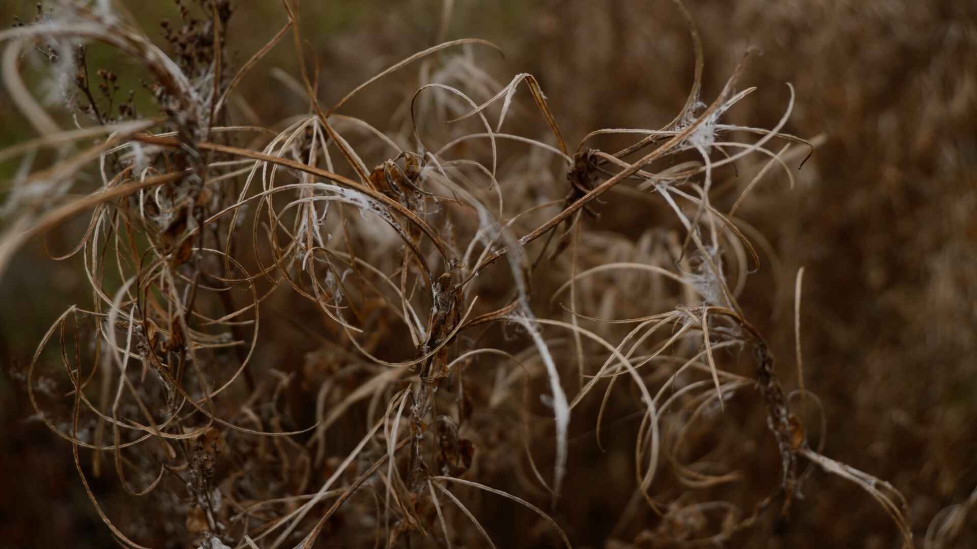 Close-up of dry grass interspersed with green weeds