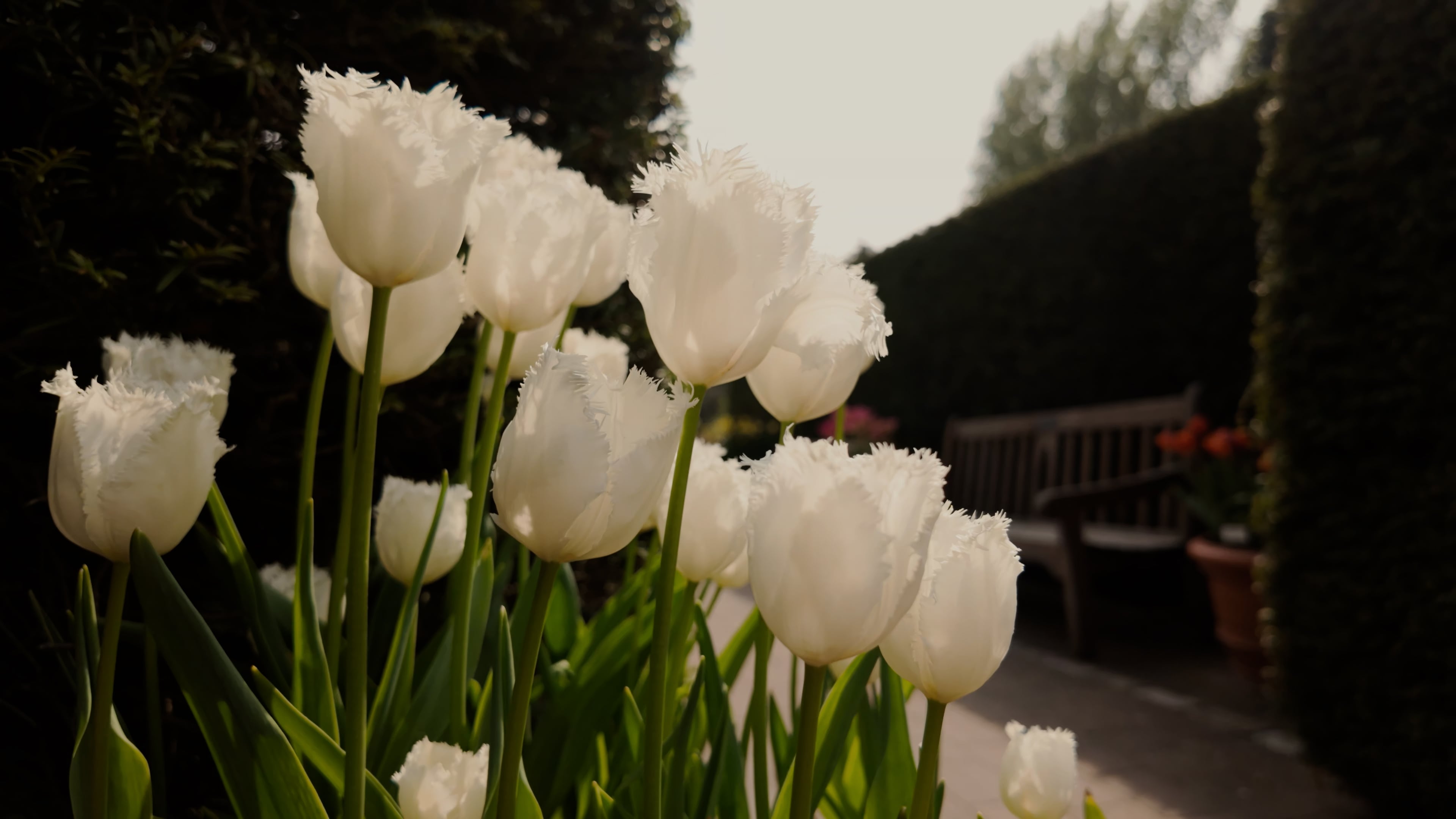 Fresh white tulips arranged beautifully in a colorful garden landscape