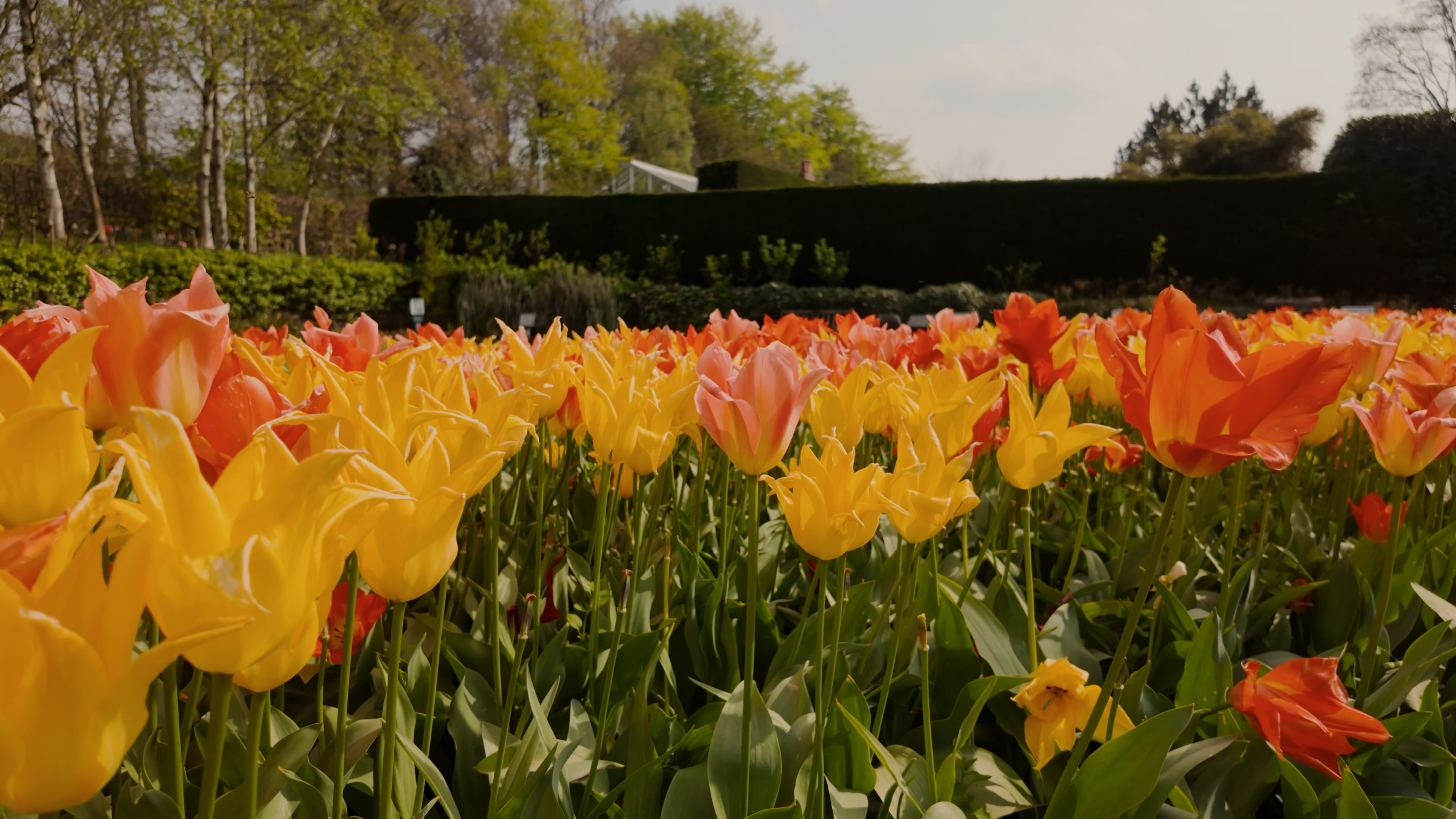 A colorful expanse of yellow and orange tulips in full bloom, creating a stunning floral display in a sunny field