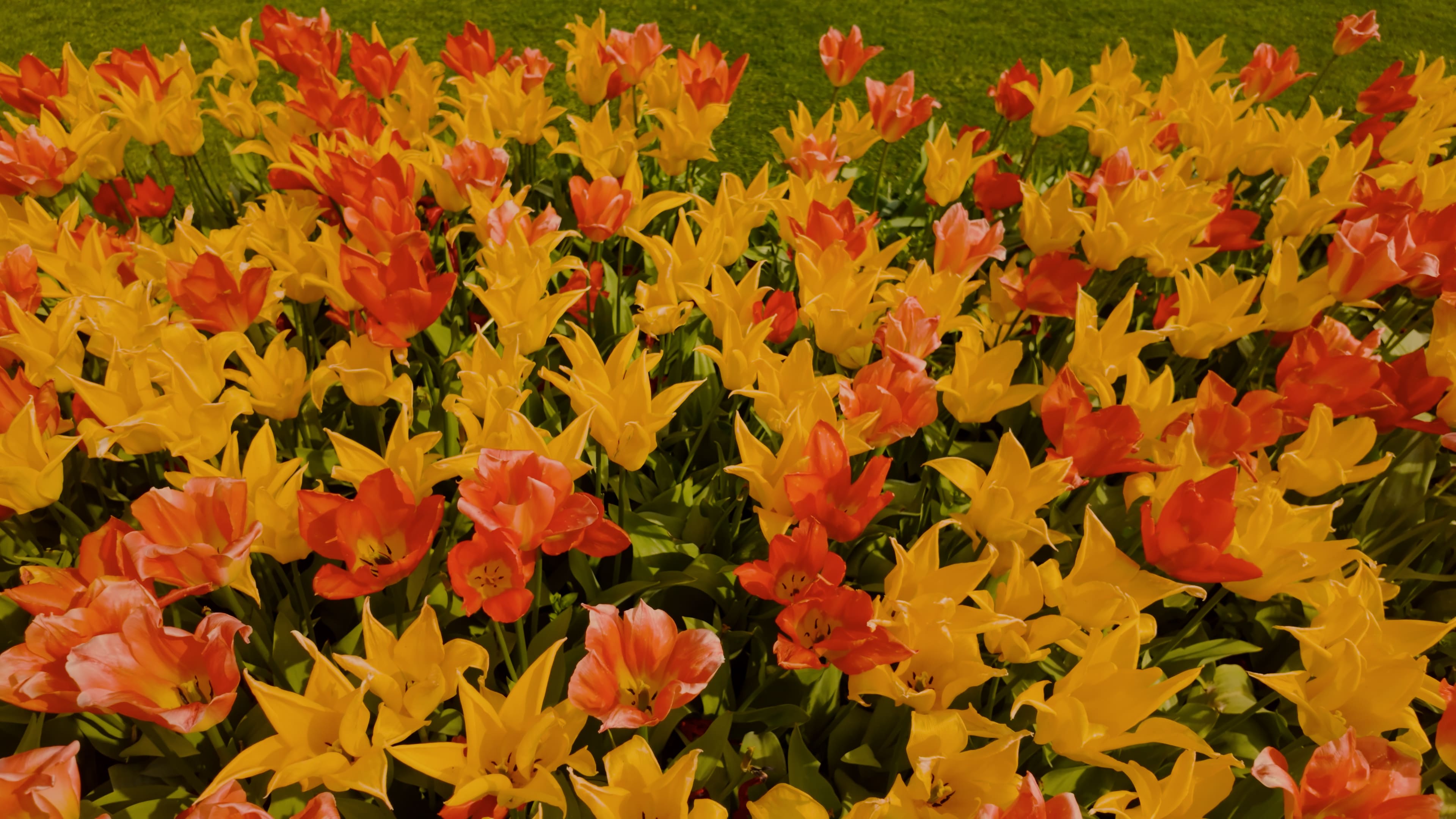 A vibrant field filled with blooming yellow and red tulips swaying gently in the breeze