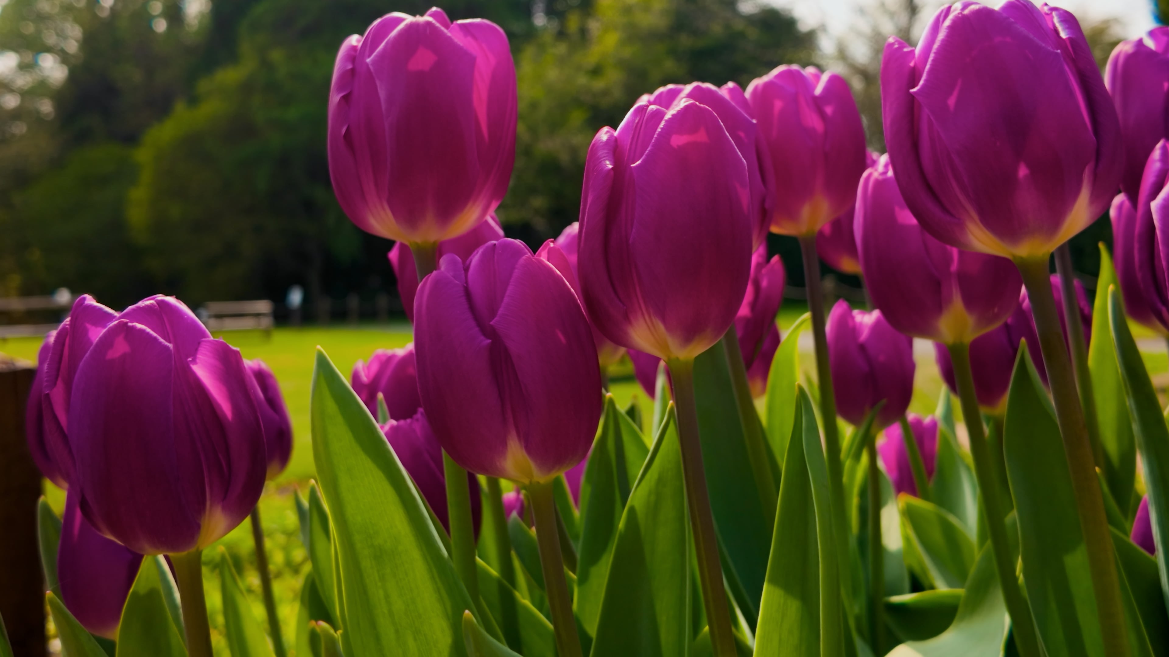 A vibrant group of purple tulips blooming in a sunny field, showcasing their rich color and delicate petals