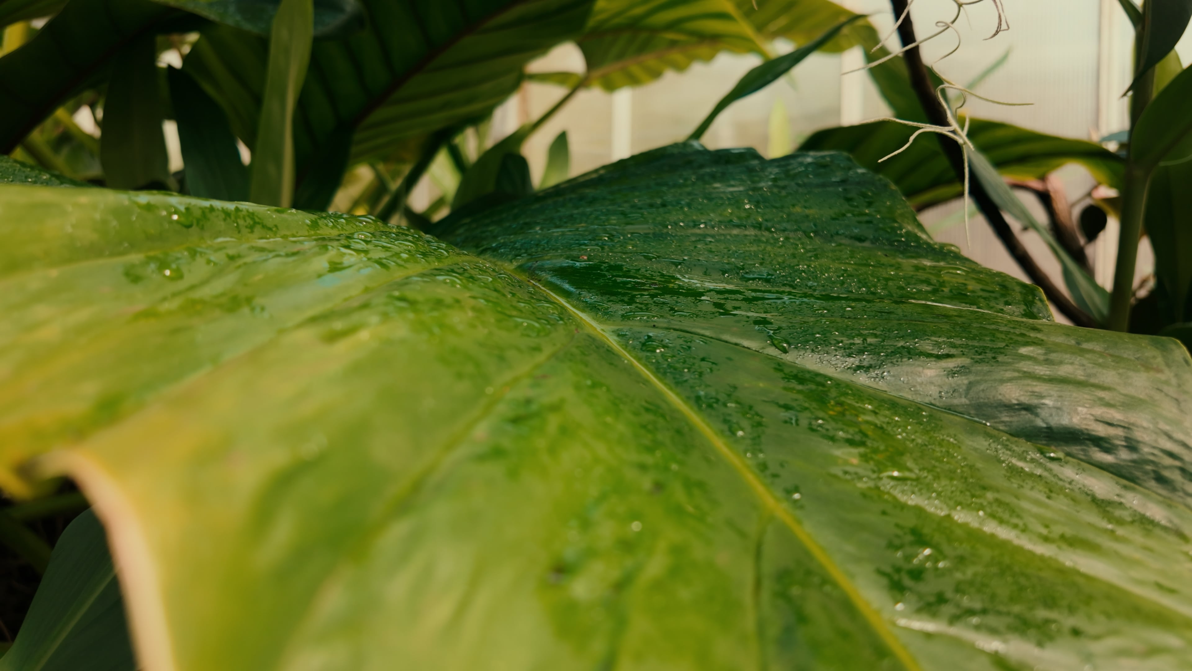 A close-up of a large green leaf with sparkling water droplets, highlighting its lush texture and vitality