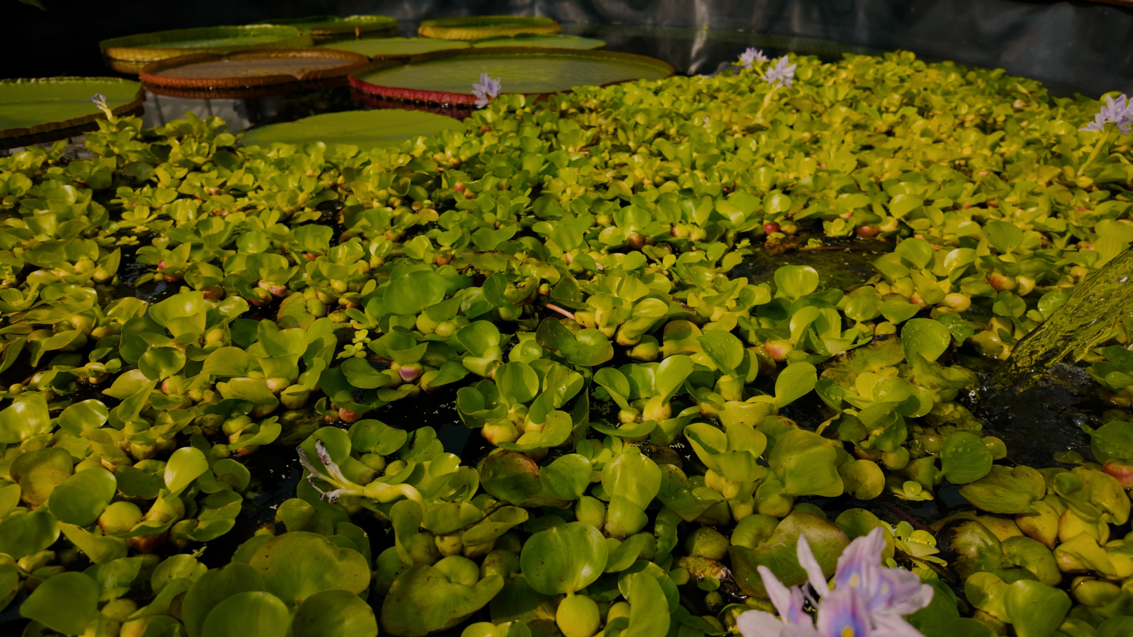 A peaceful pond adorned with diverse plants and blooming flowers inside a greenhouse