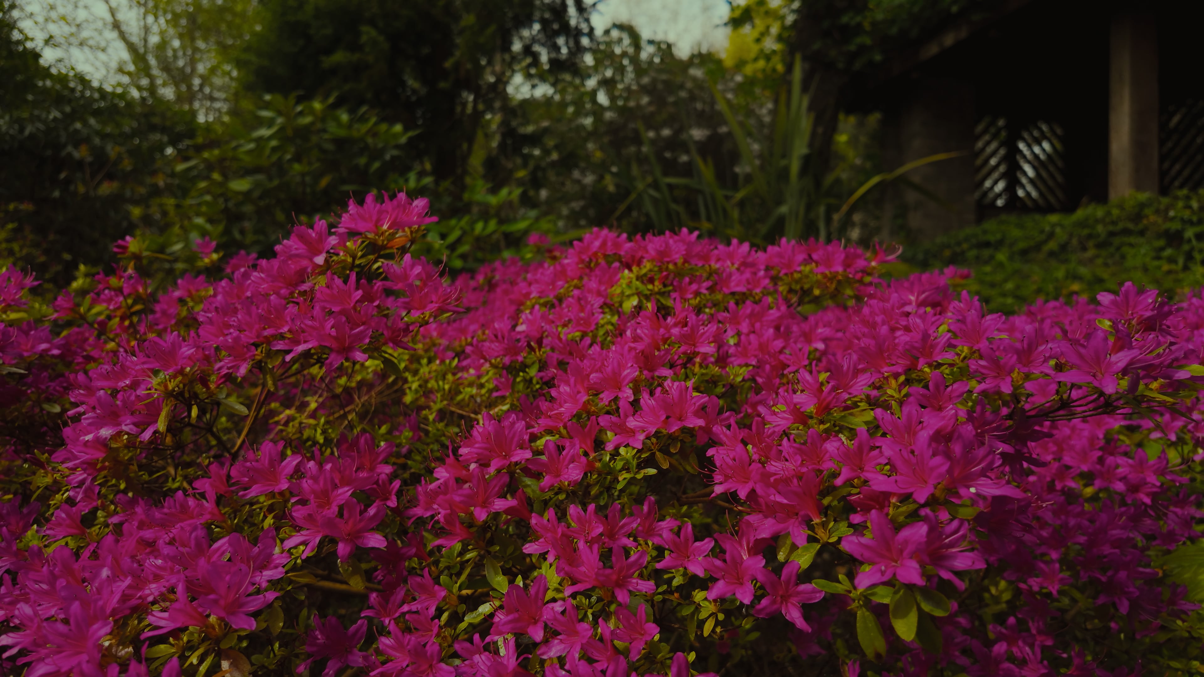 A bush of vibrant pink flowers blooming in front of a quaint outhouse