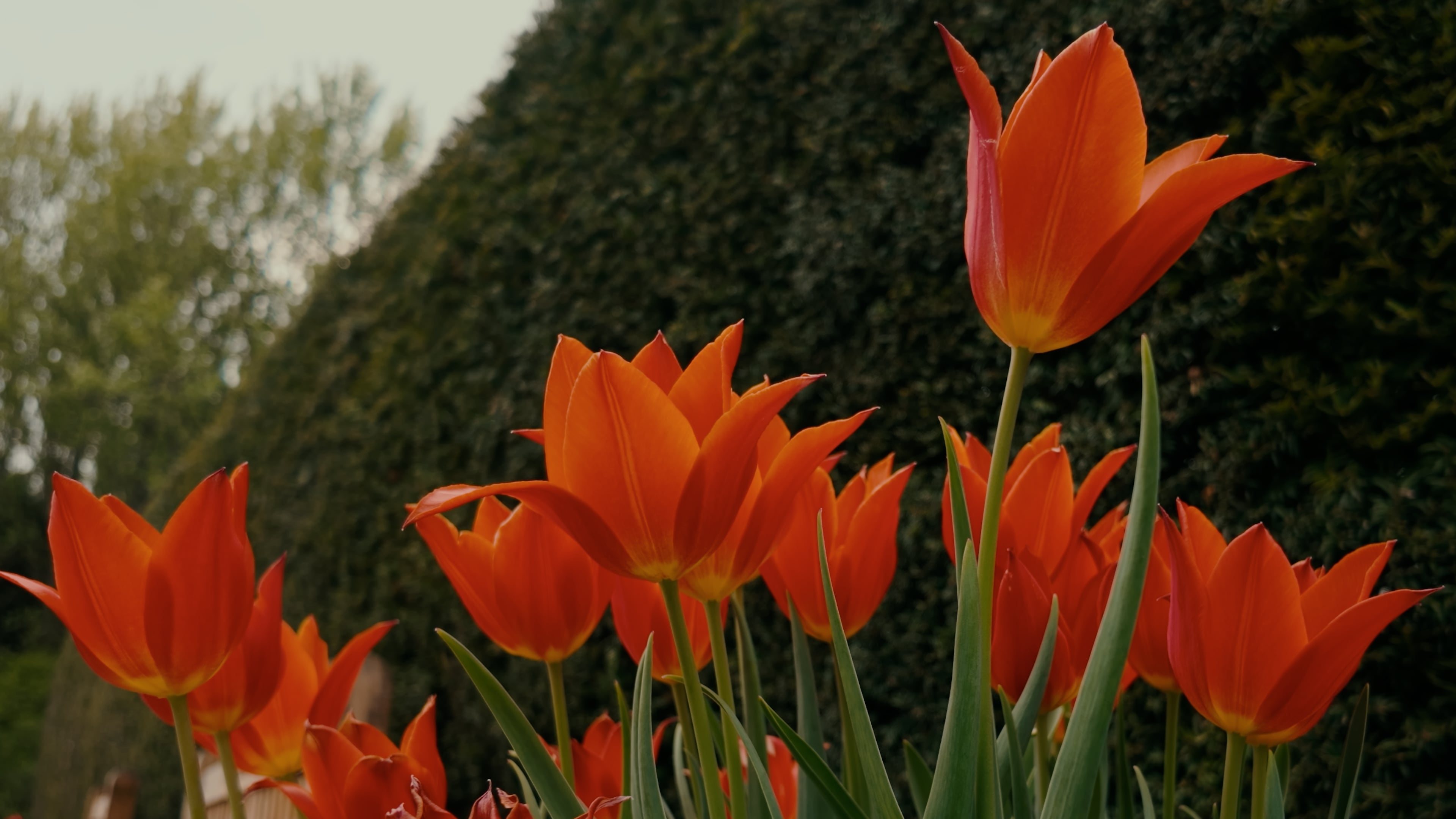 A cluster of orange tulips standing tall, their vivid colors contrasting against the well kempt hedge