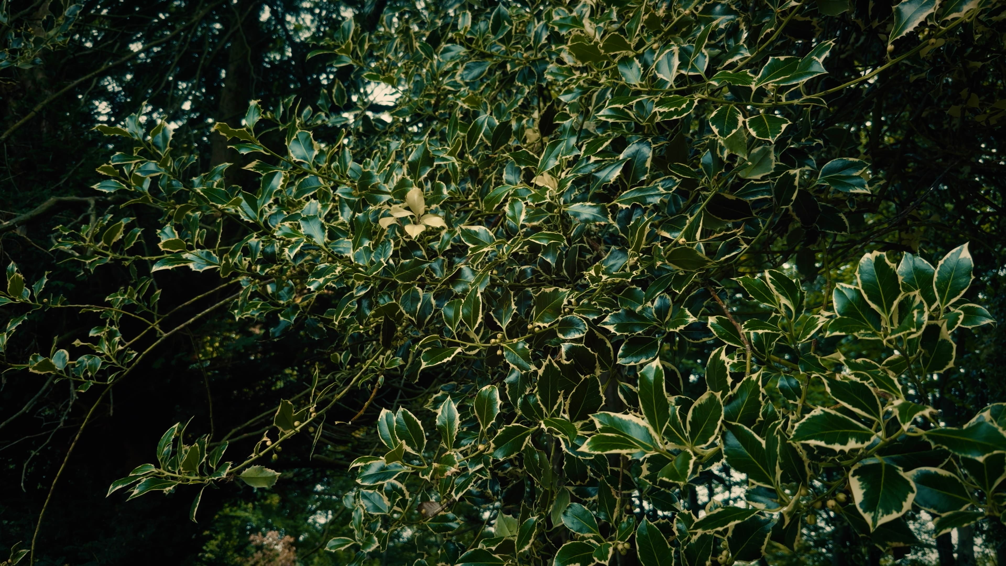 Large collections of holly leaves on branches overhead