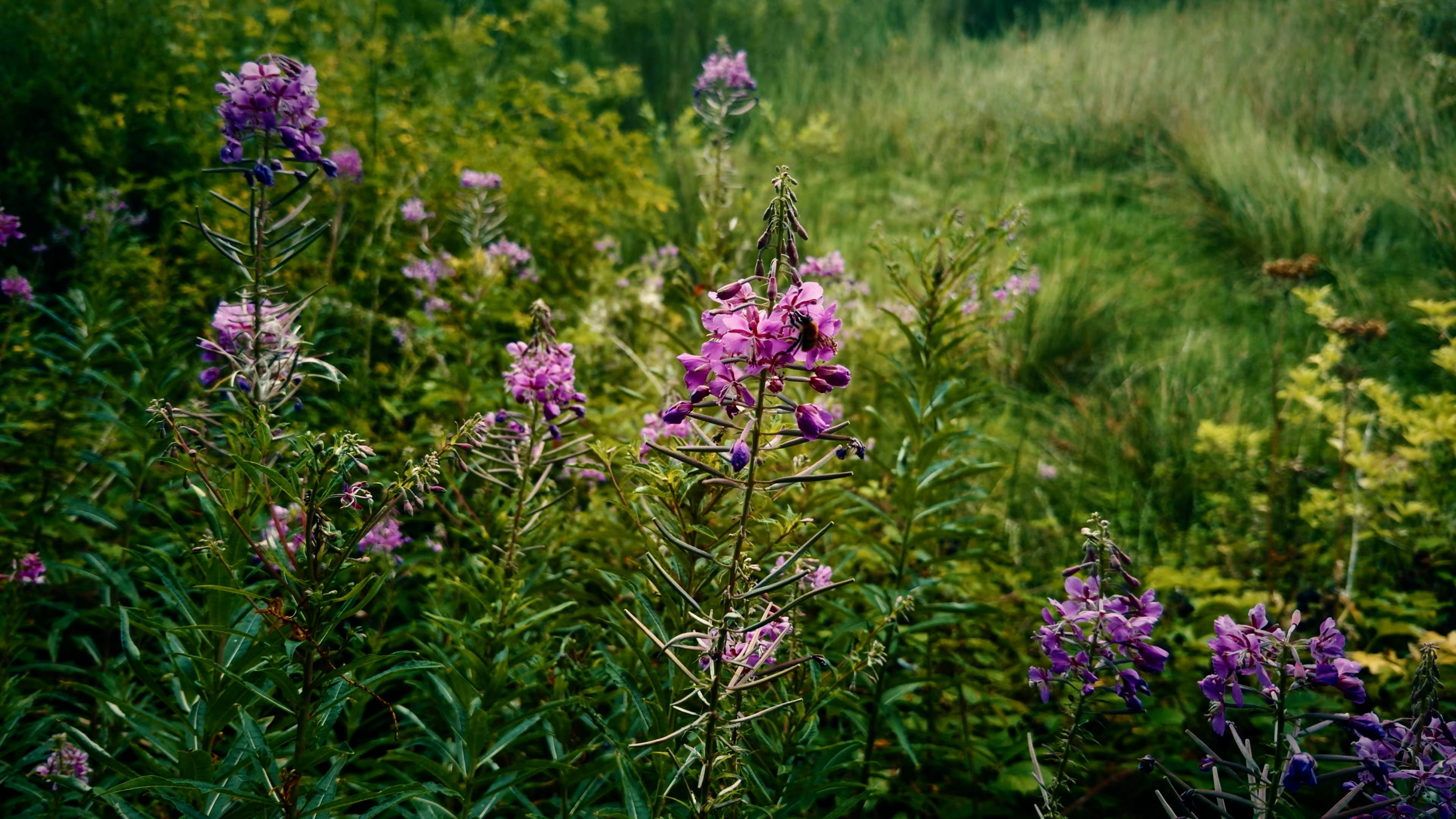Fireweed plants amongst greenery