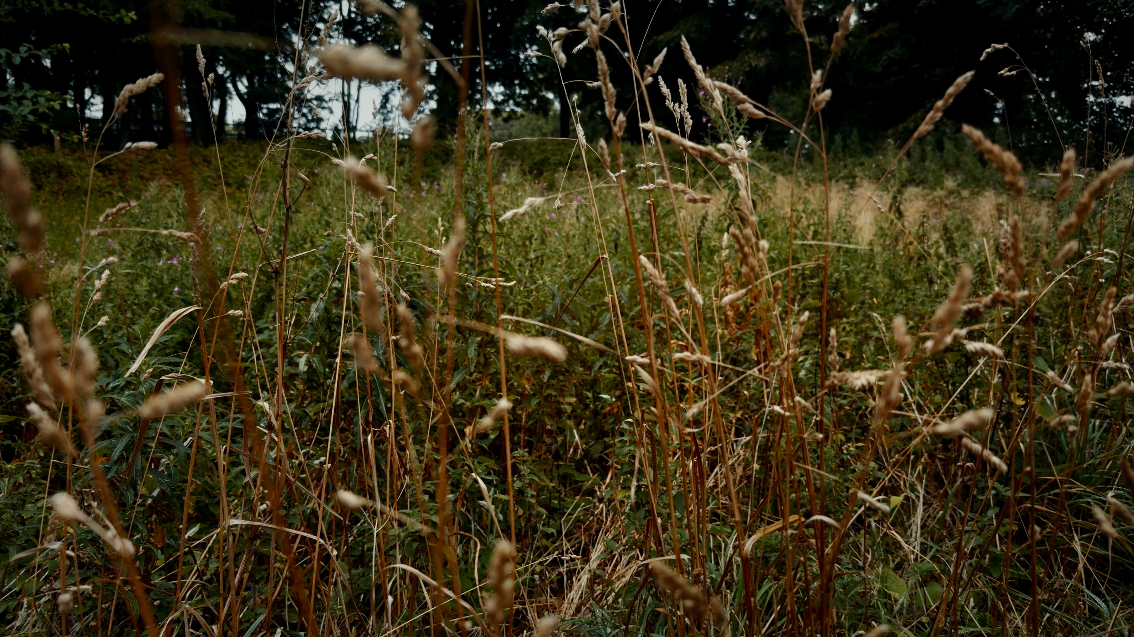 Sweet Vernal Grass, deep brown in color, with a field of green grass behind