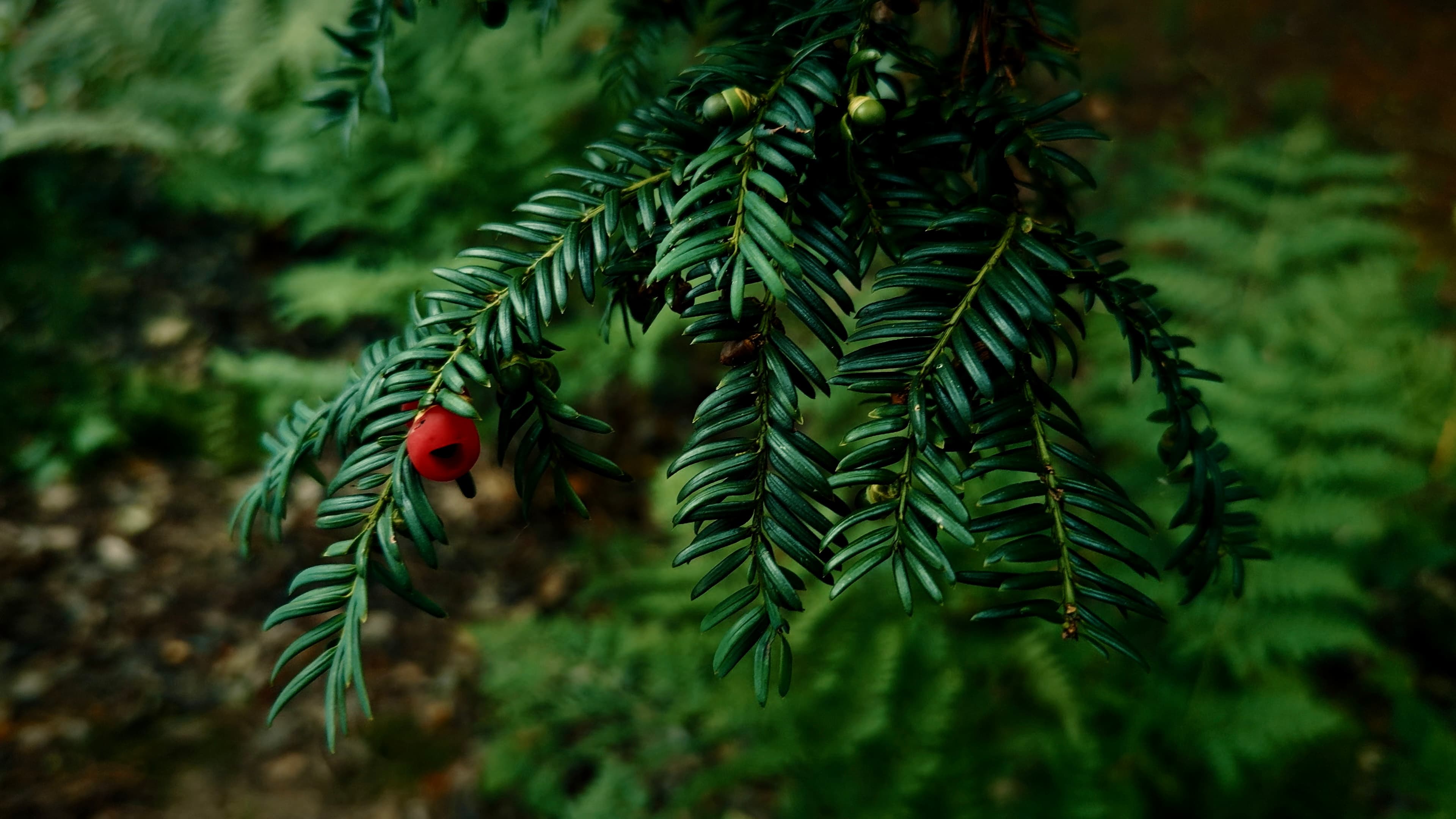 A yew branch hanging with a berry perched on the end