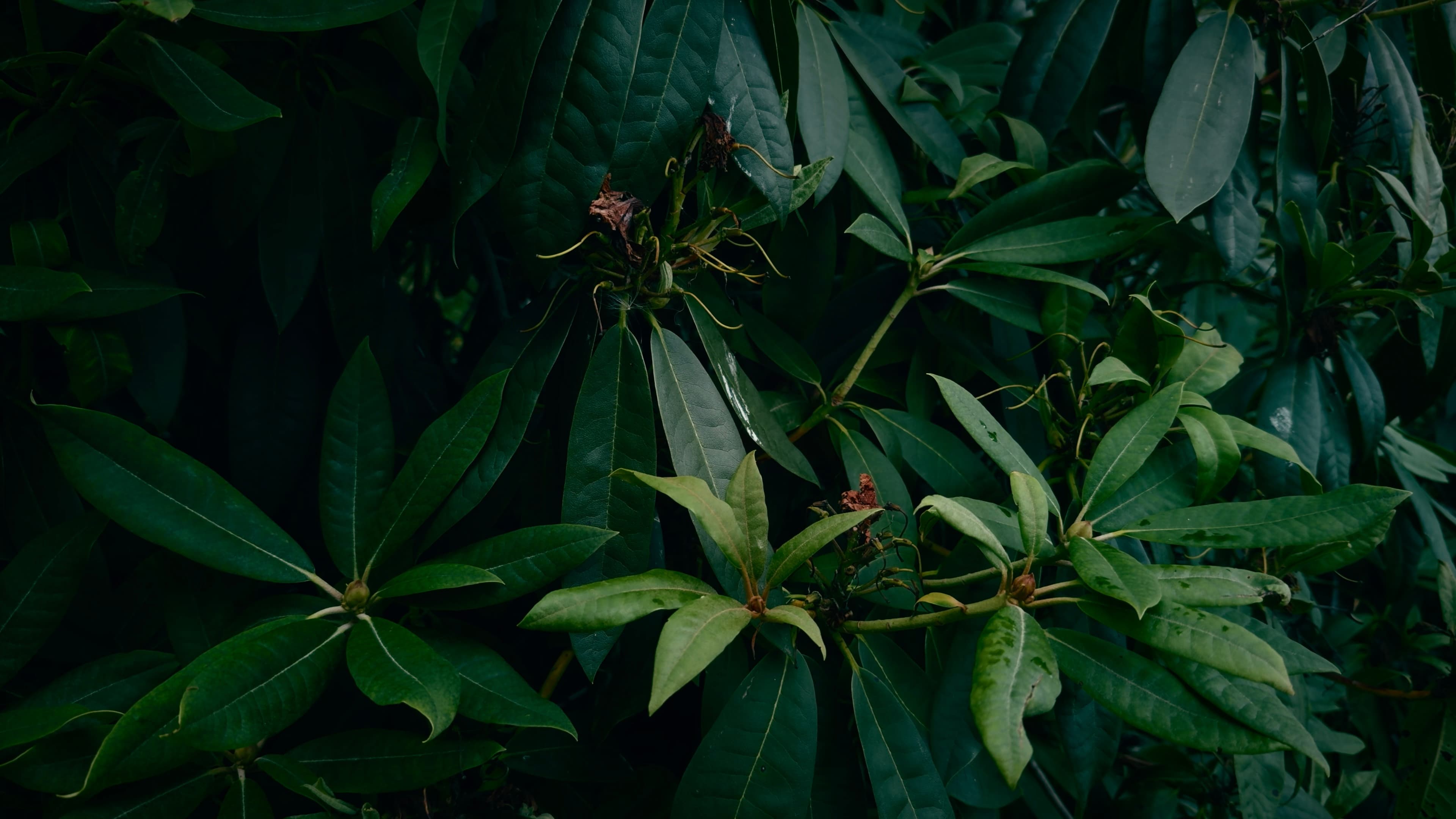 Rhododendron leaves and shrubbery