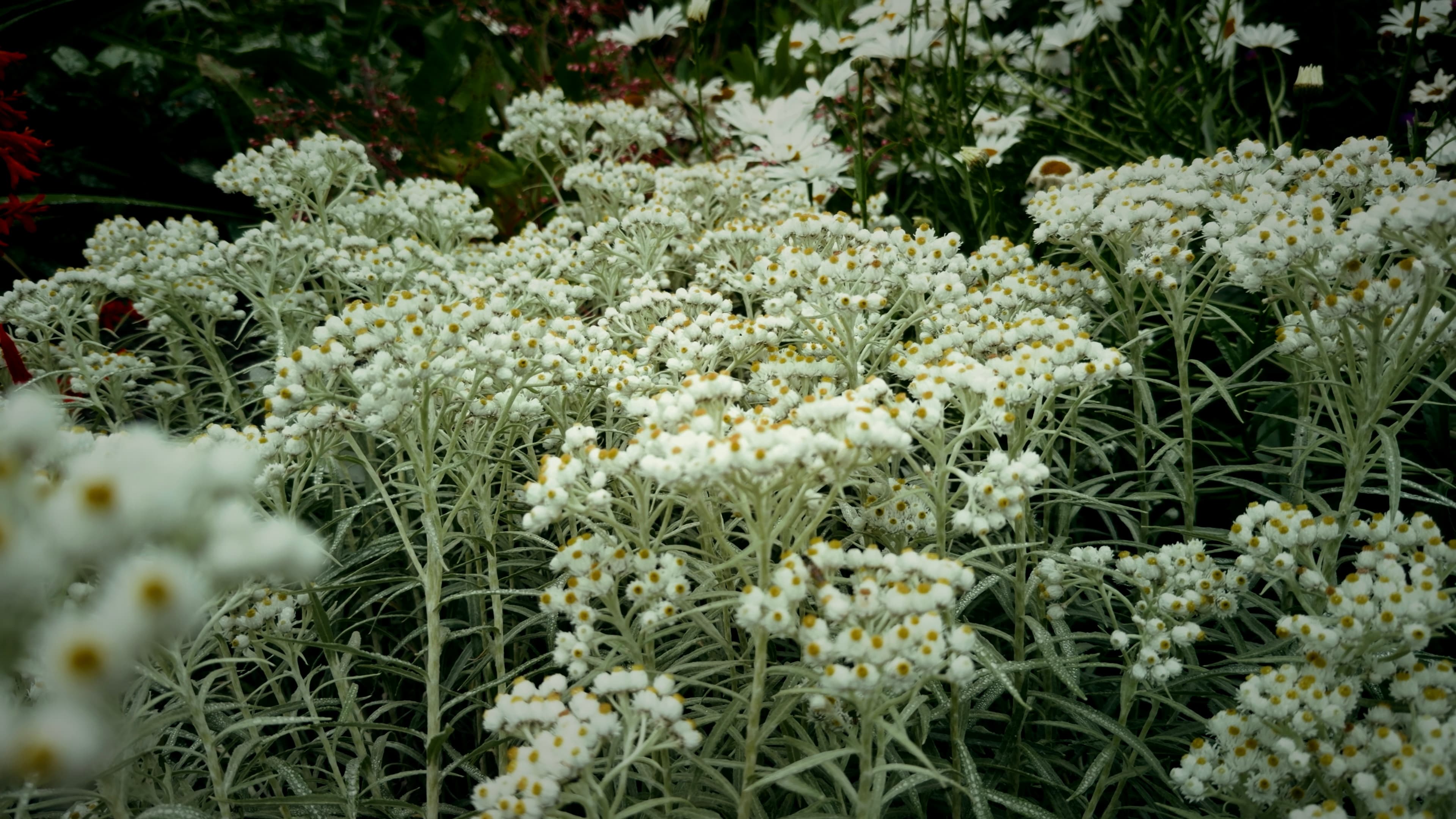 Western pearly everlasting flowers, bright white in color
