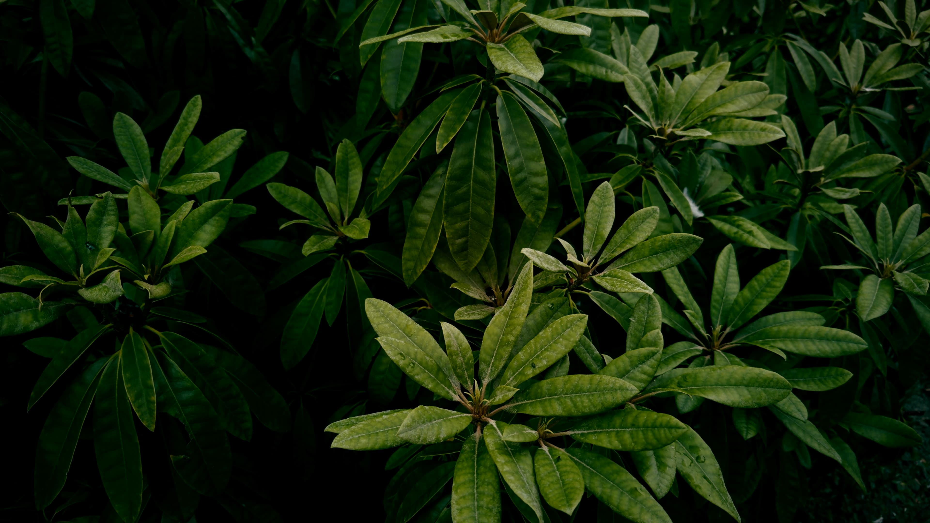 Bright green leaves fanned wide