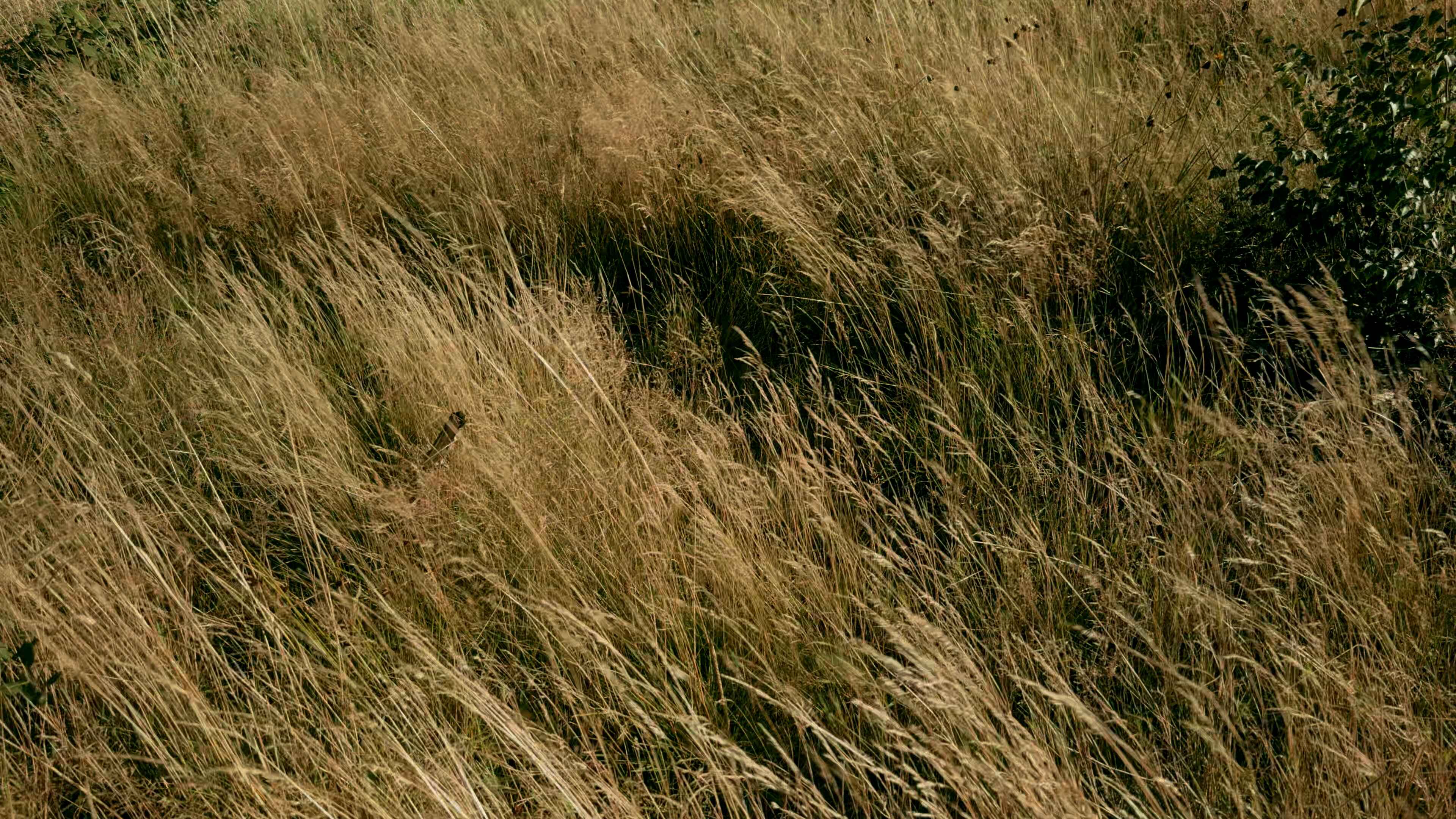 Tall Oat Grass swaying in the breeze with green grass to the right
