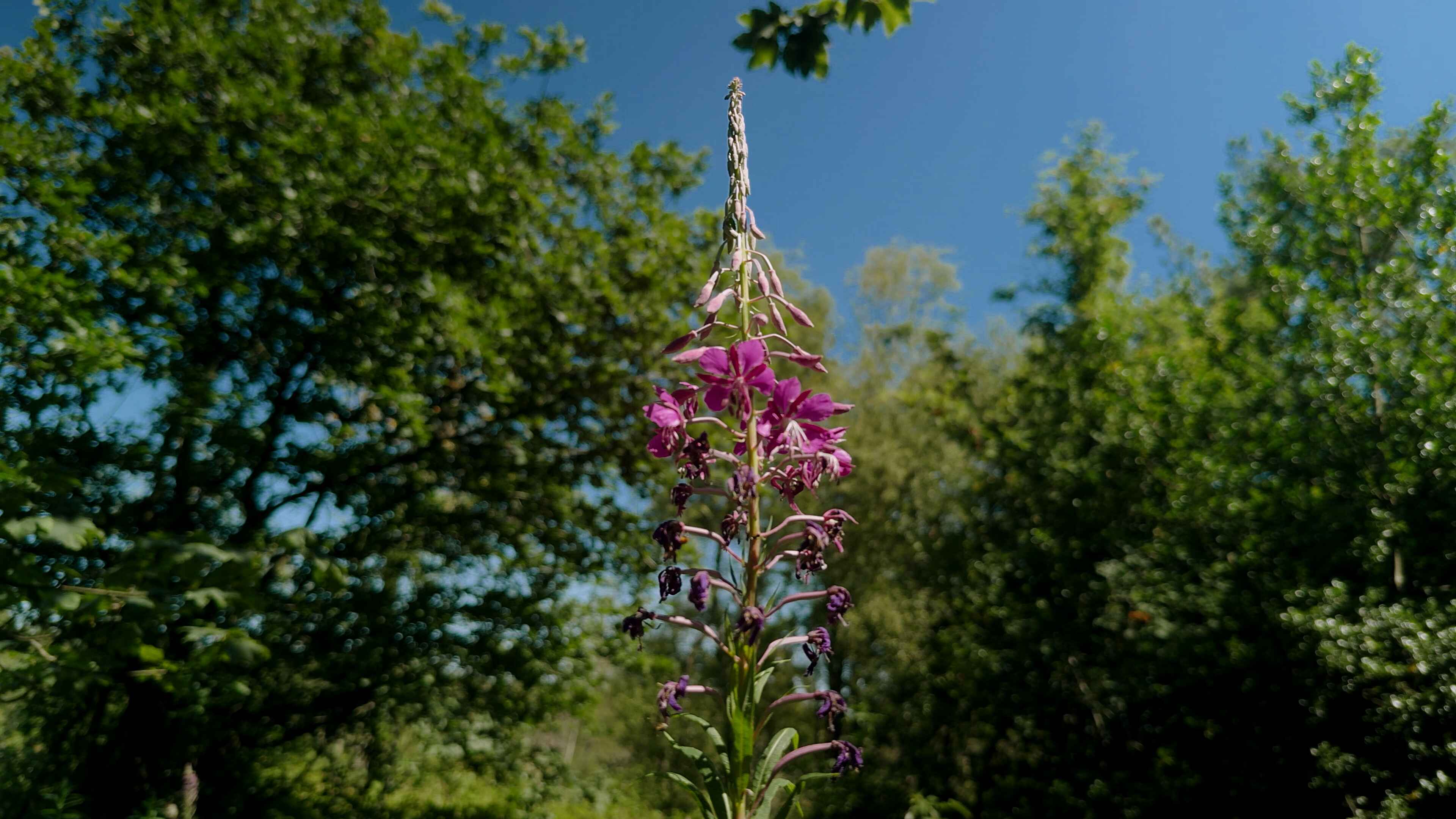 Fireweed plant amongst trees under a bright blue sky