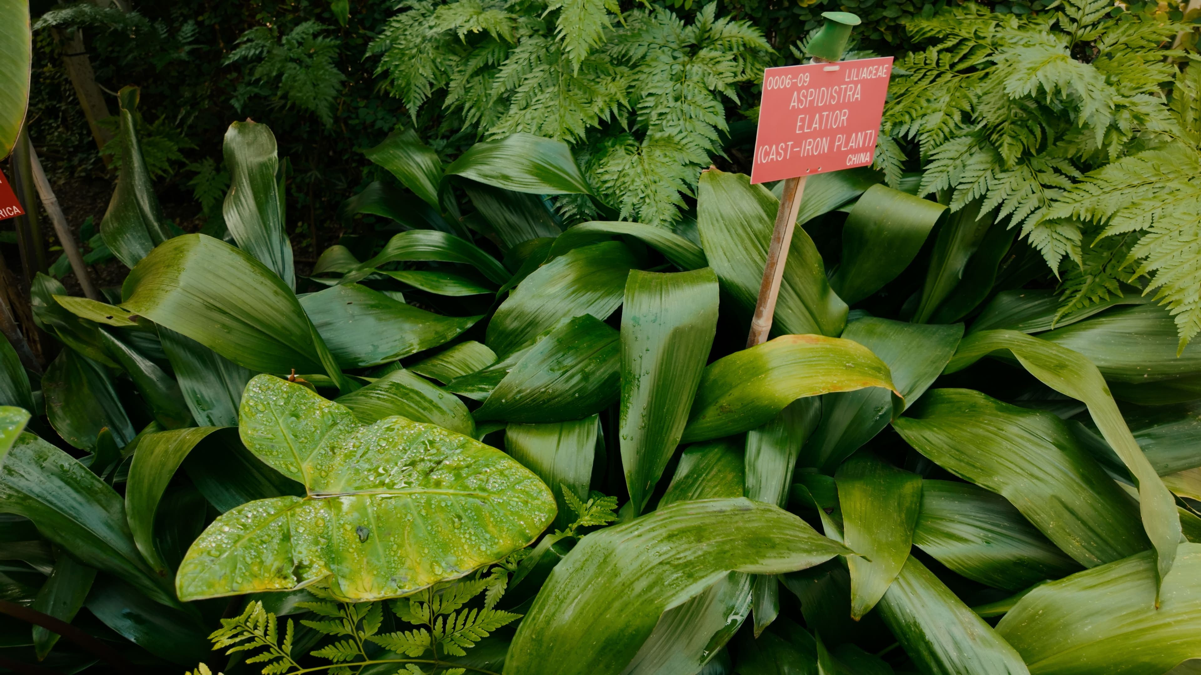 A collection of plants with water-embezzled leaves and the sign 'Cast-Iron Plan' within them
